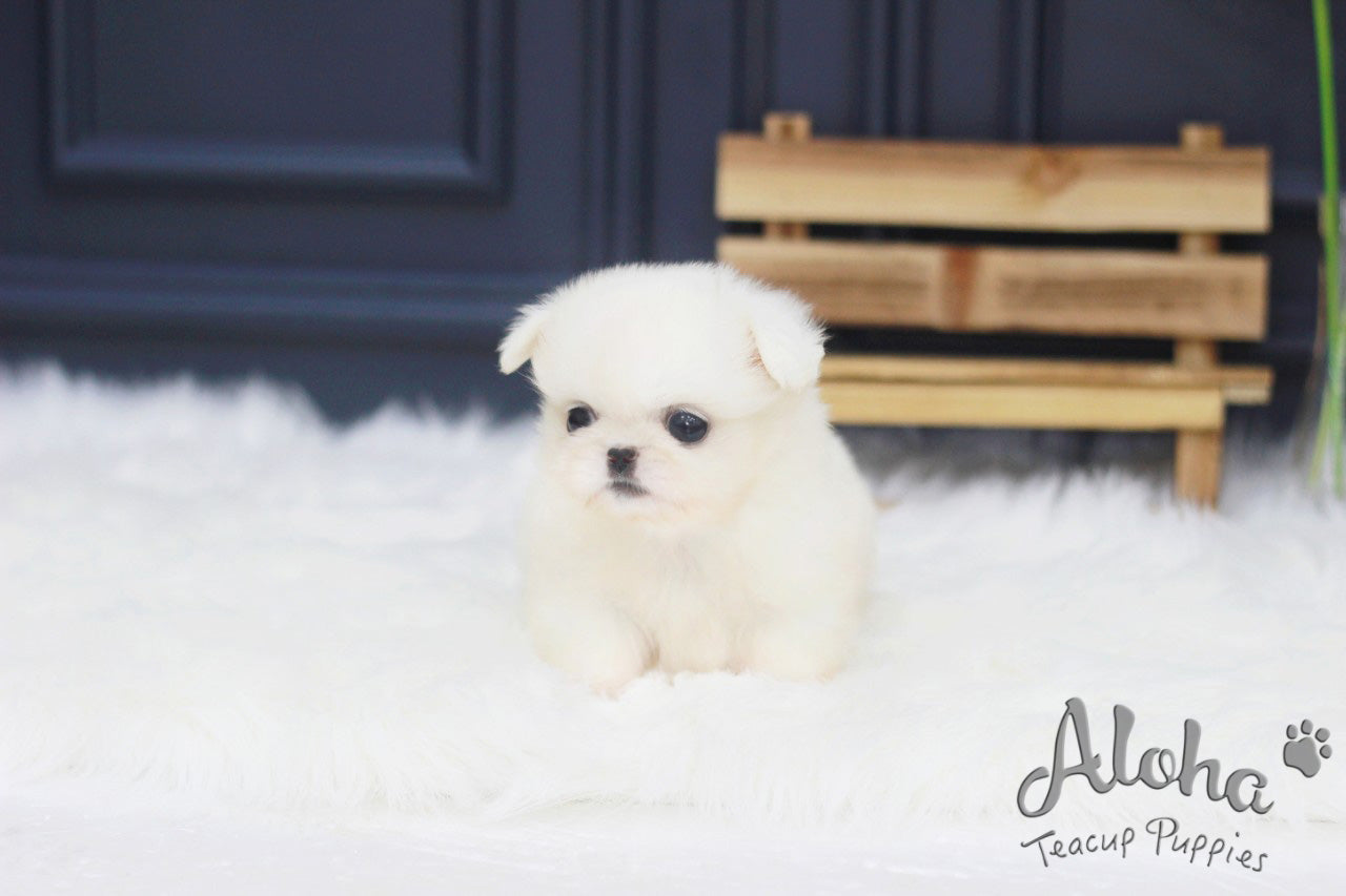 Vendido a Jack, Simba [Pekinés TOY]