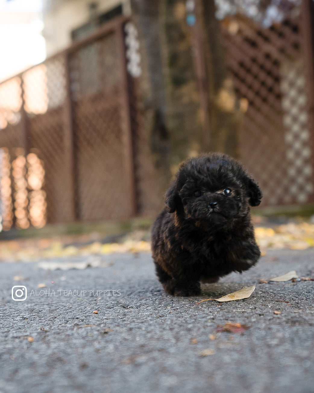 Lon [TEACUP POODLE]