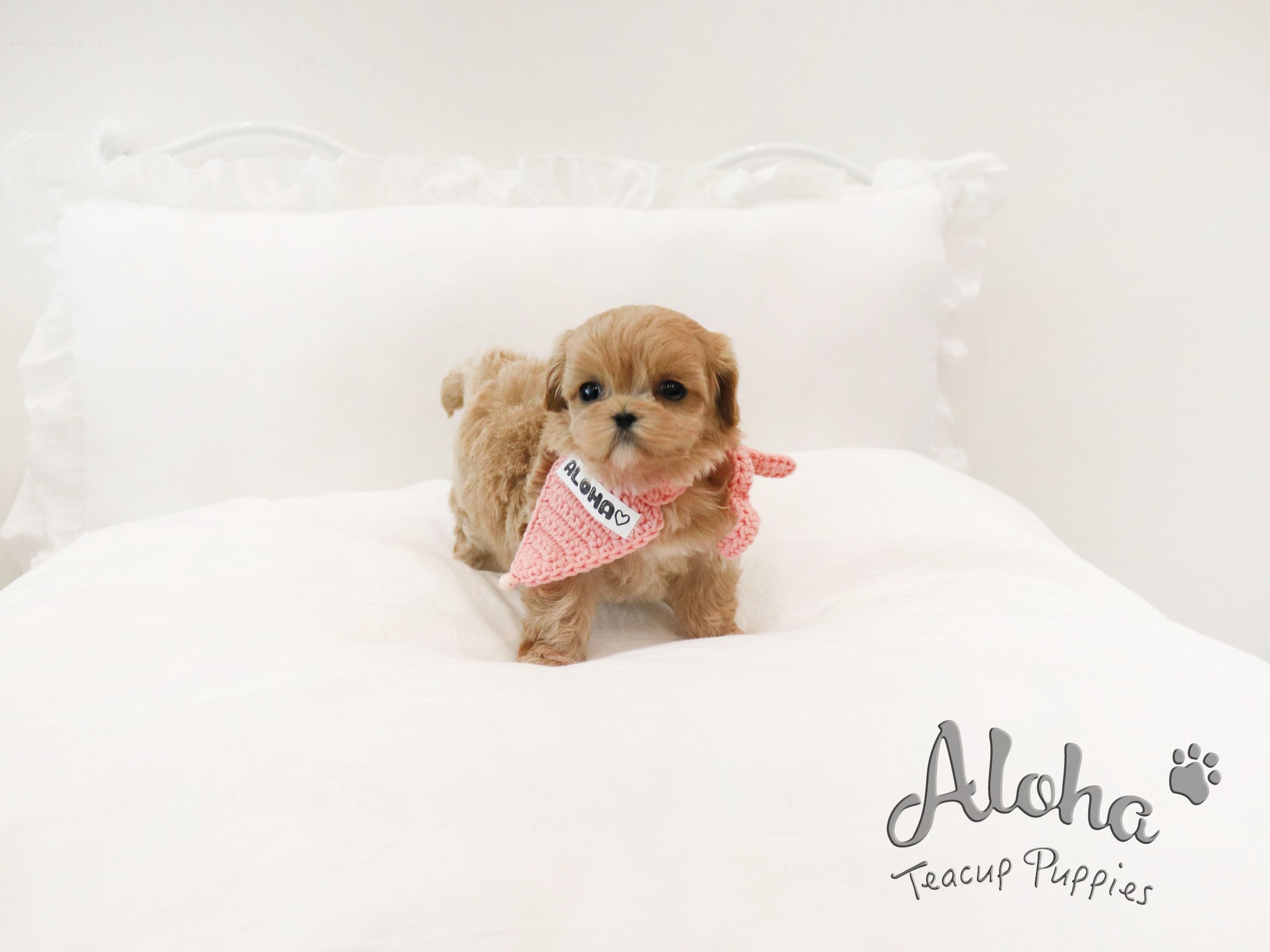 DOLLY [TEACUP MALTIPOO]