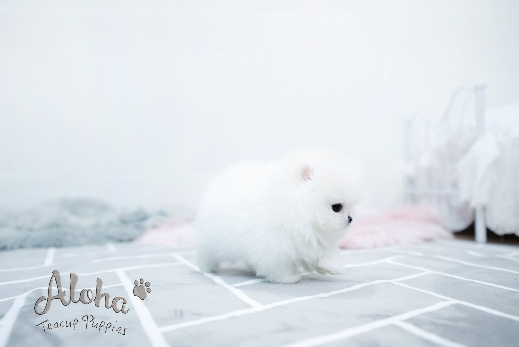 Aurora [TEACUP POMERANIAN]