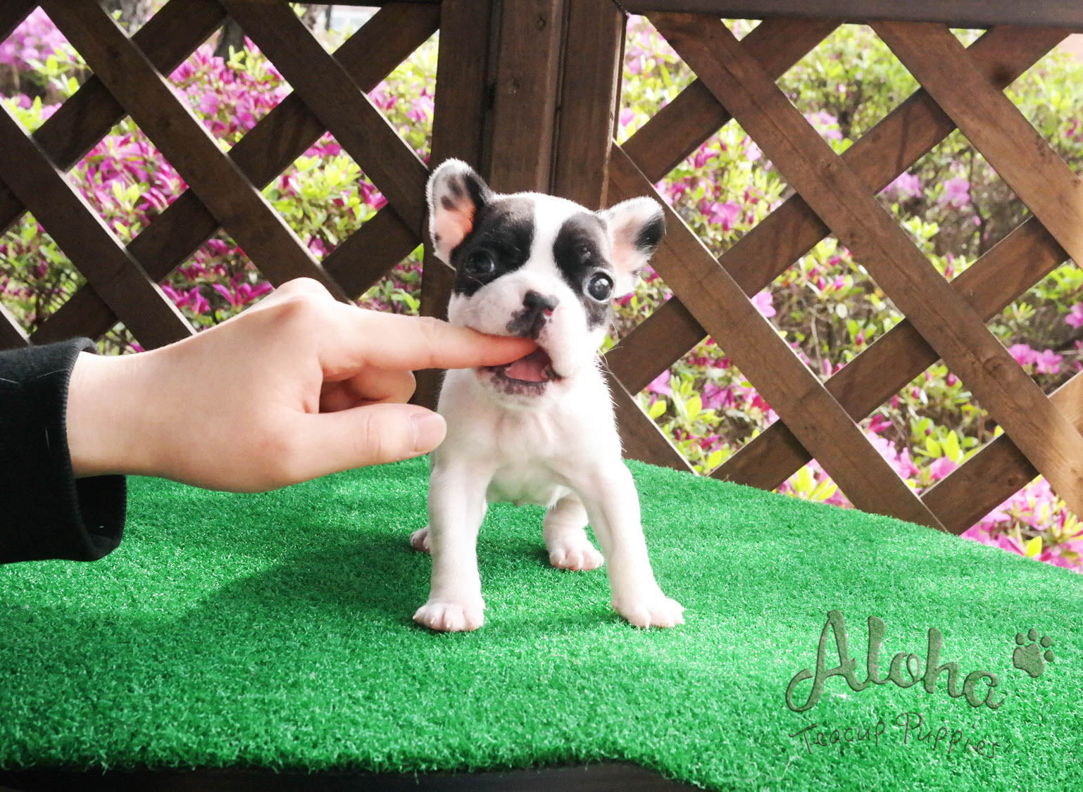 Sold to Jessie, Max [Teacup French]
