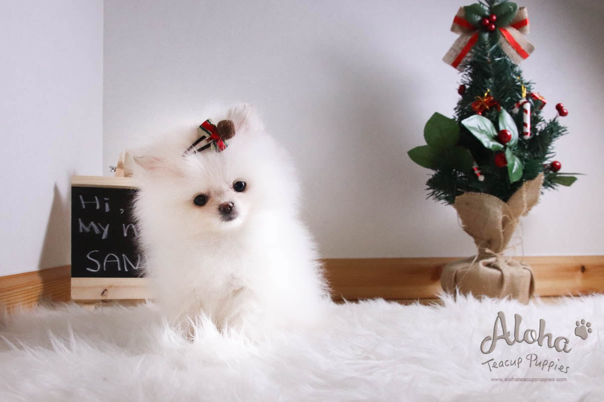 Santa - [Pomeranian]