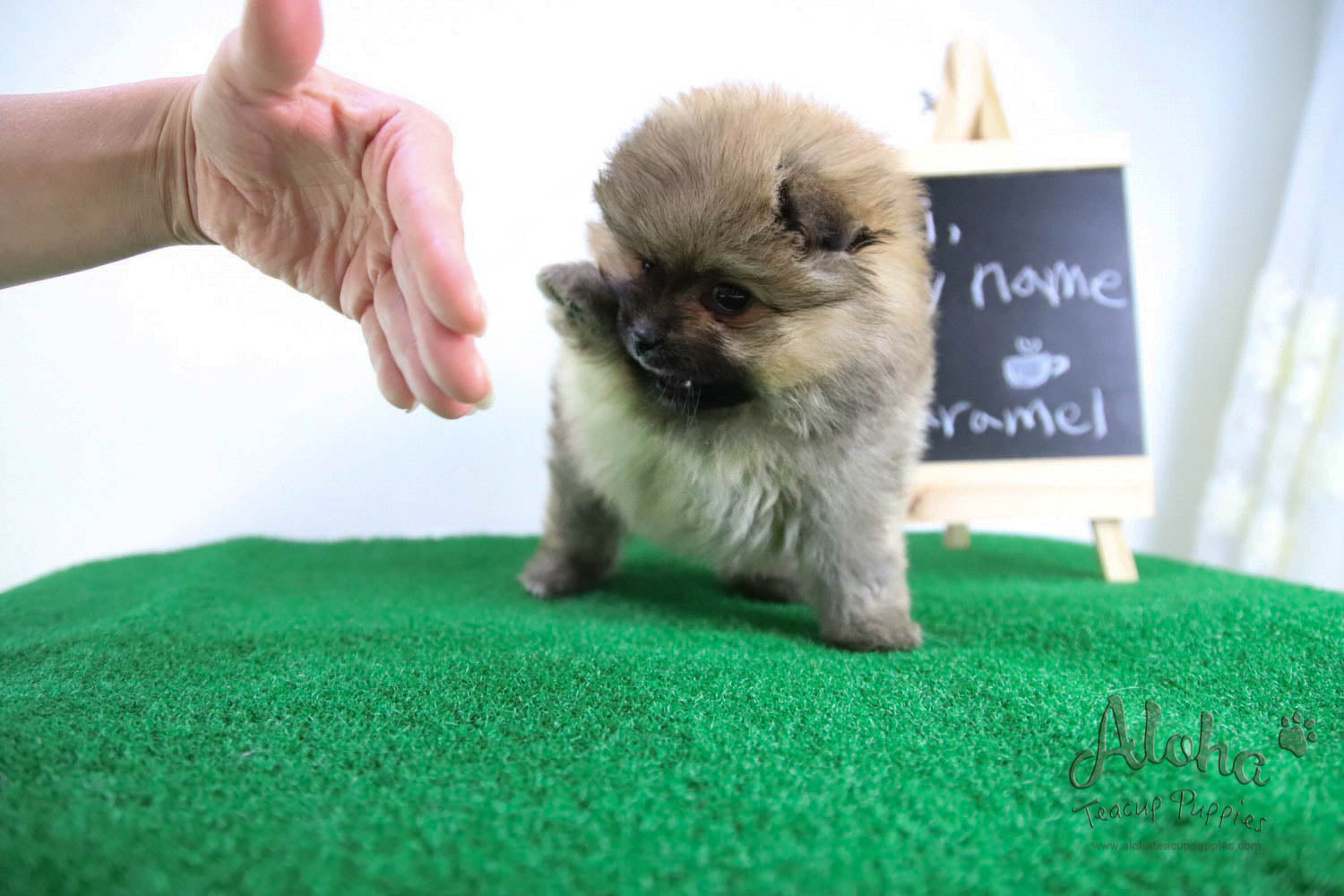 Caramel - [Pomeranian] - Reserved by Candide Monette