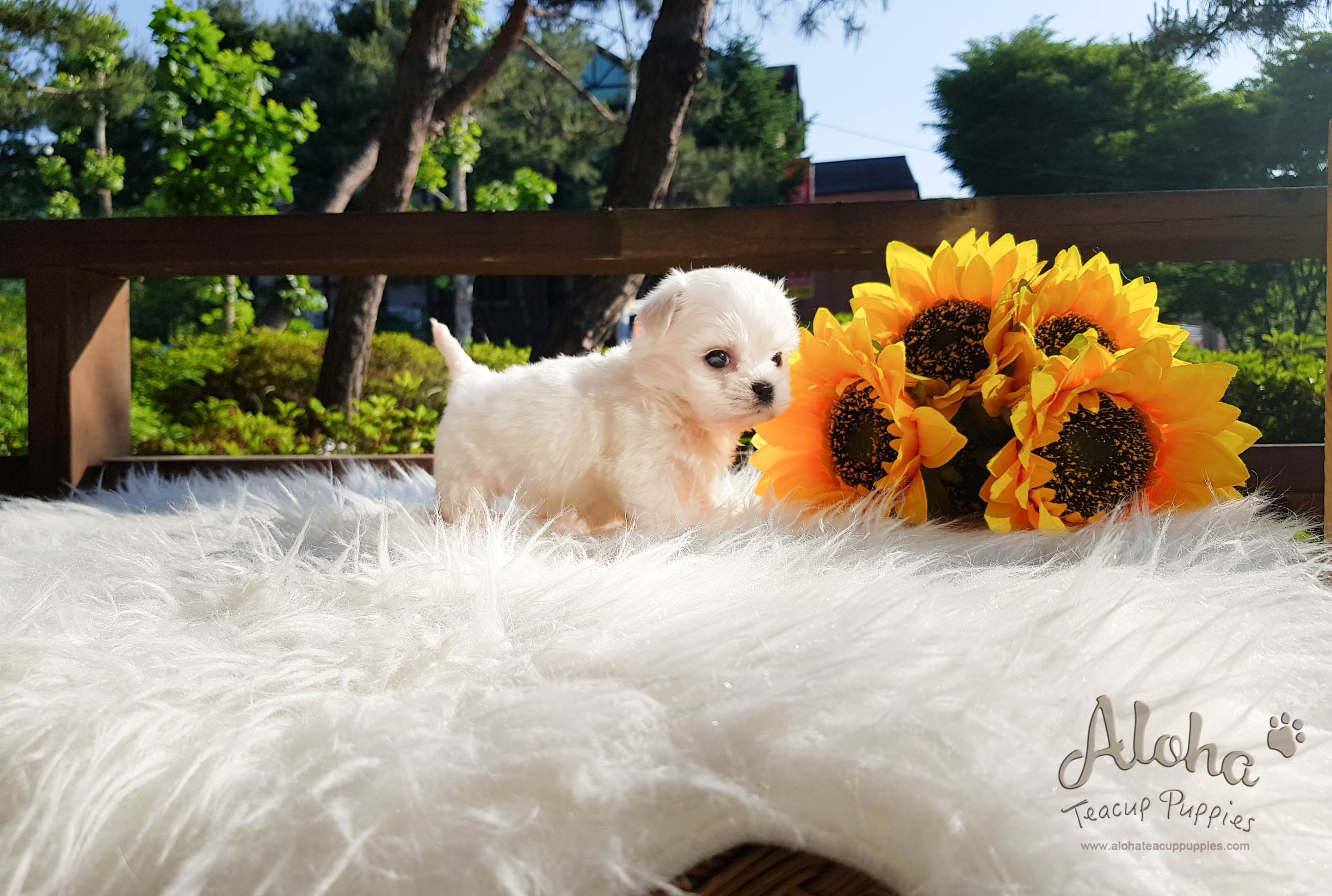 Macchiato - [Maltese] - Sold to Rachelle Benincasa