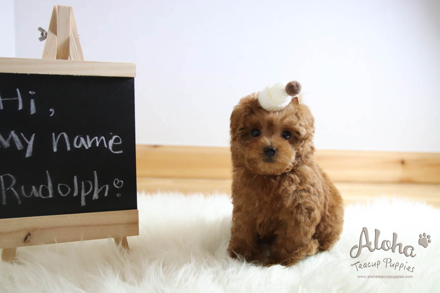 Rudolph - [Poodle]