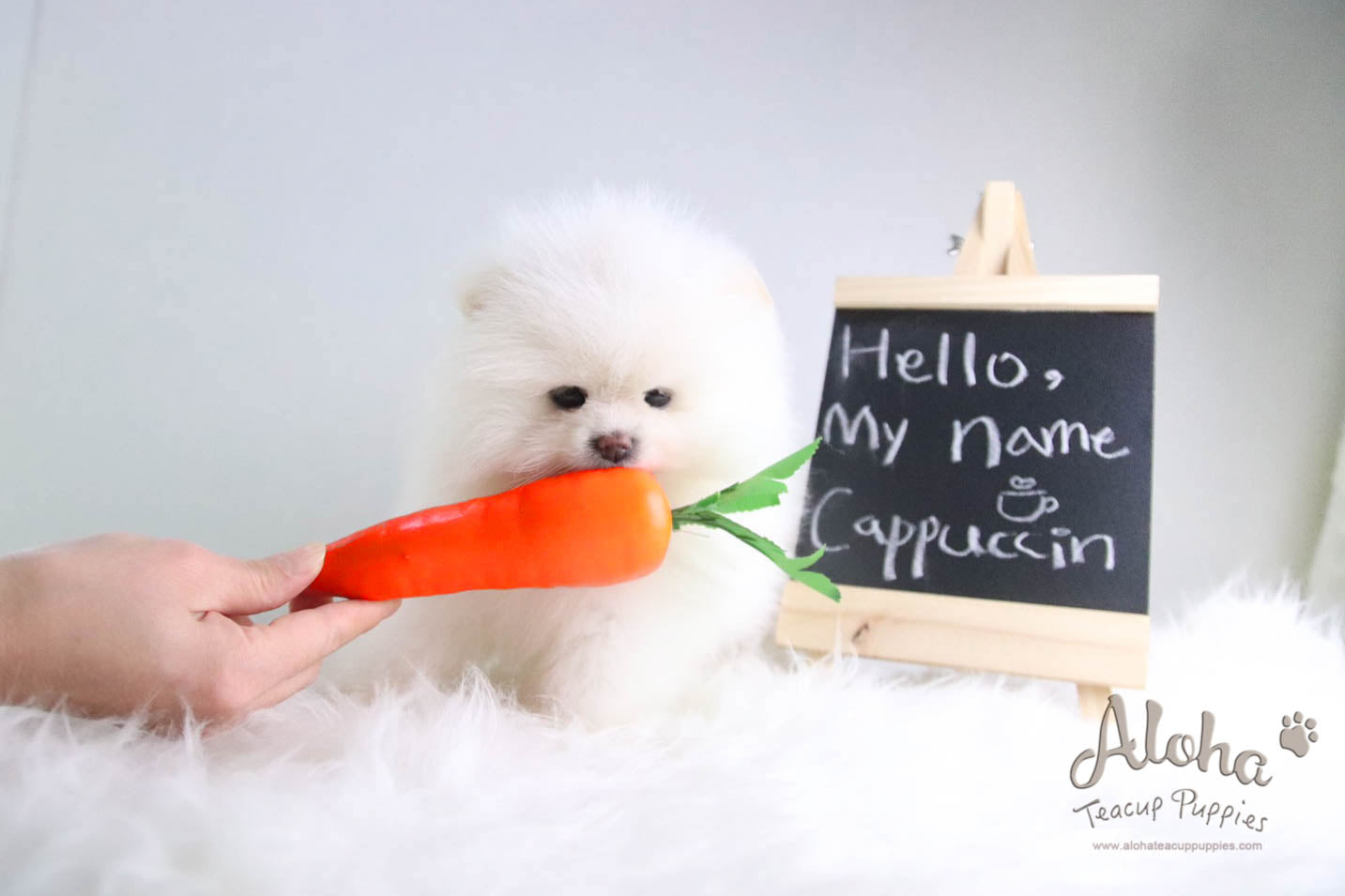 Cappuccino - [Pomeranian] - Reserved by Candide Monette