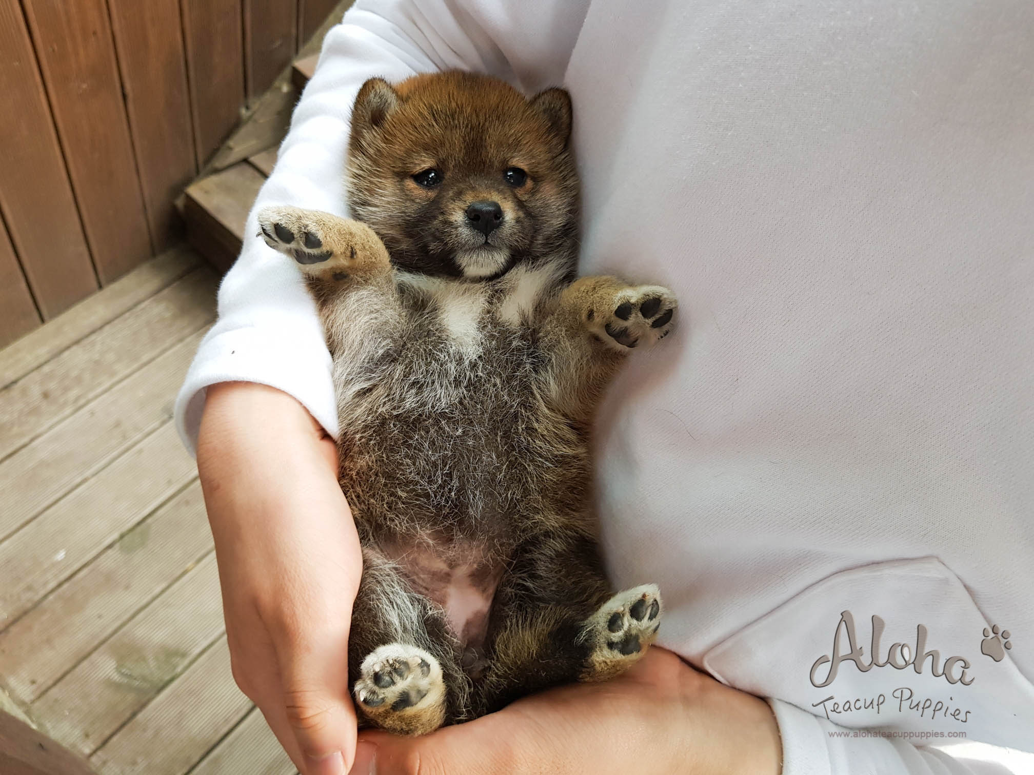 Michiko - [Shiba Inu] - Sold to Daisuke Yamashita