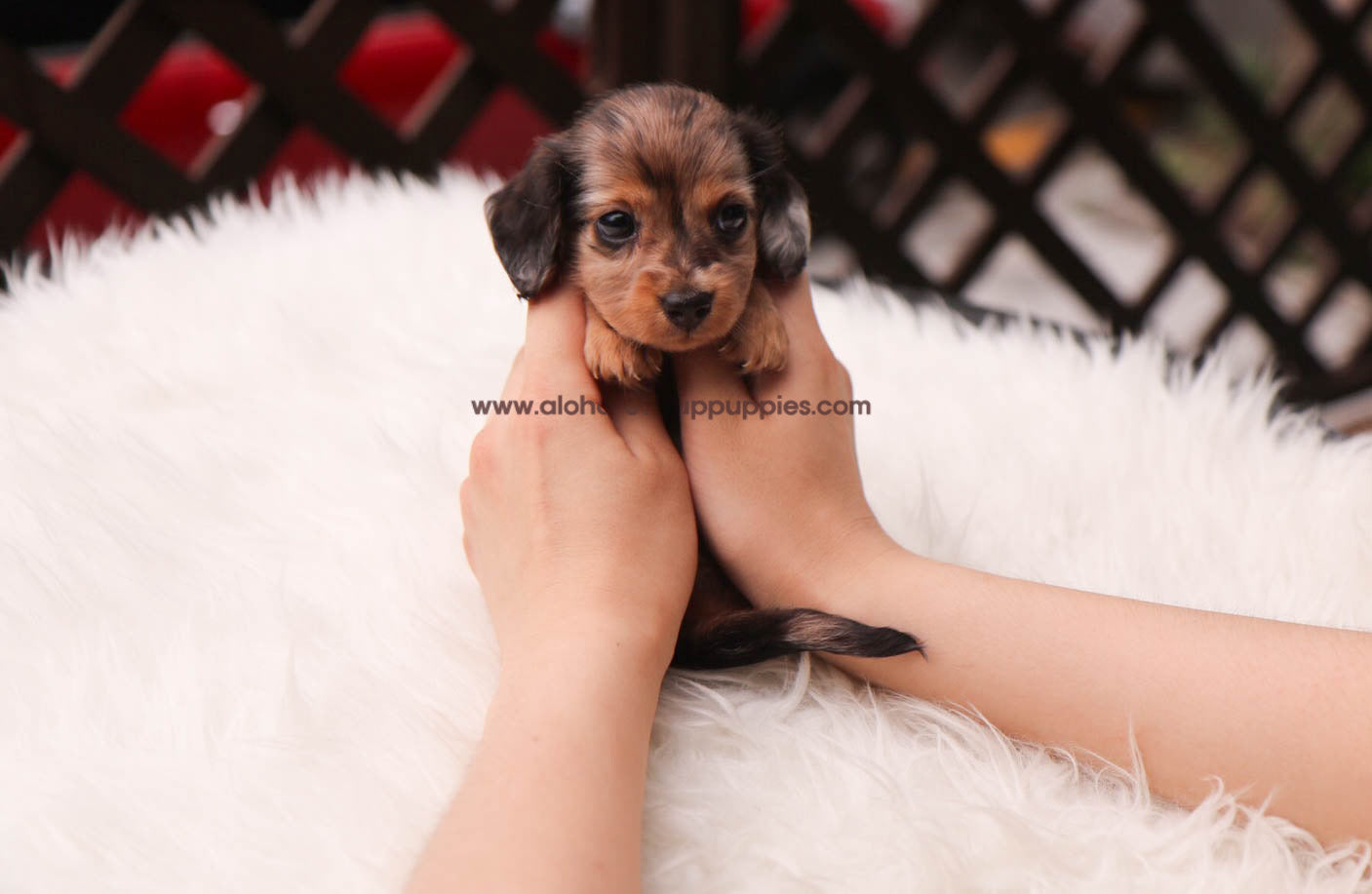 Ashley - [Dachshund]
