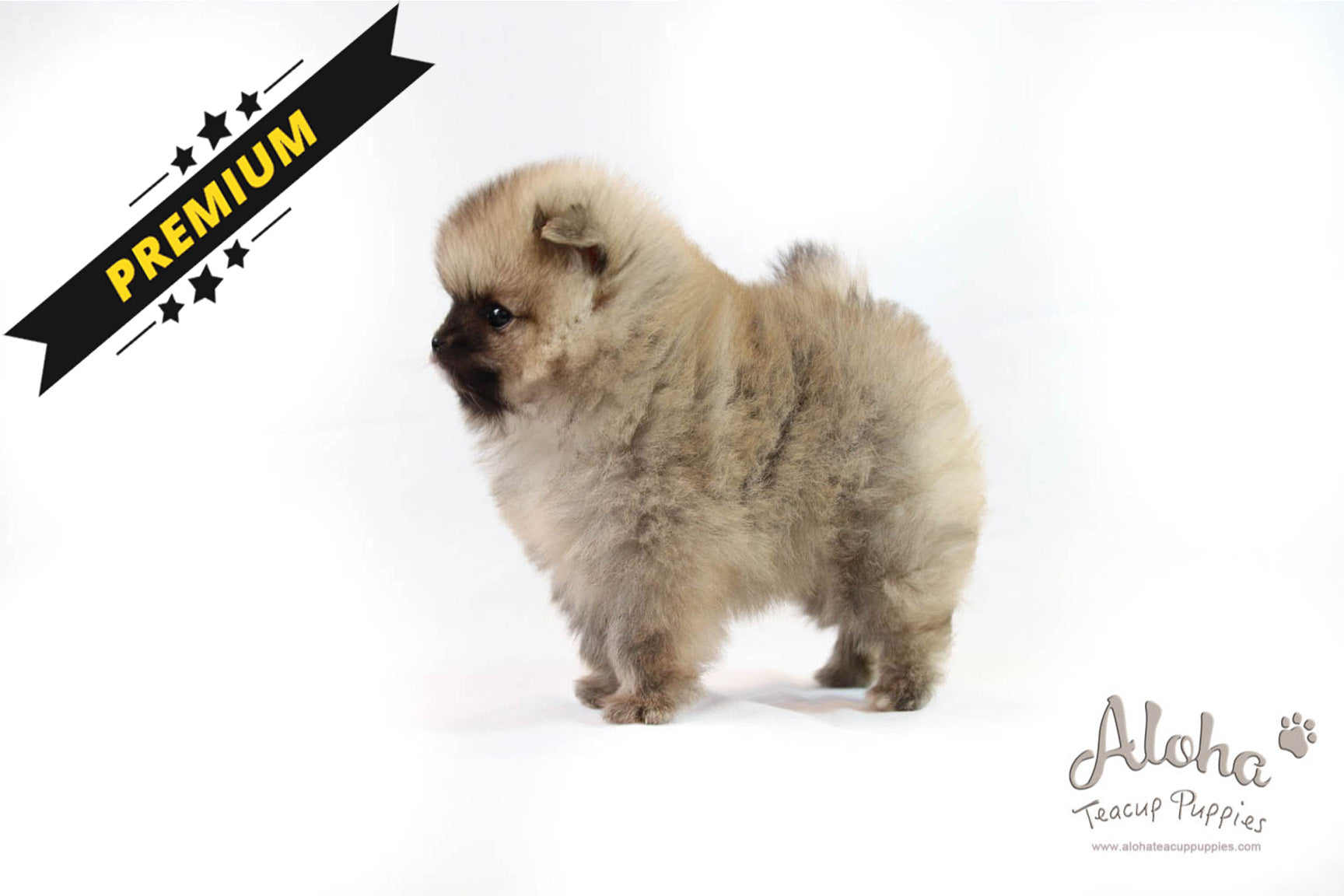 Zoe - [Pomeranian]