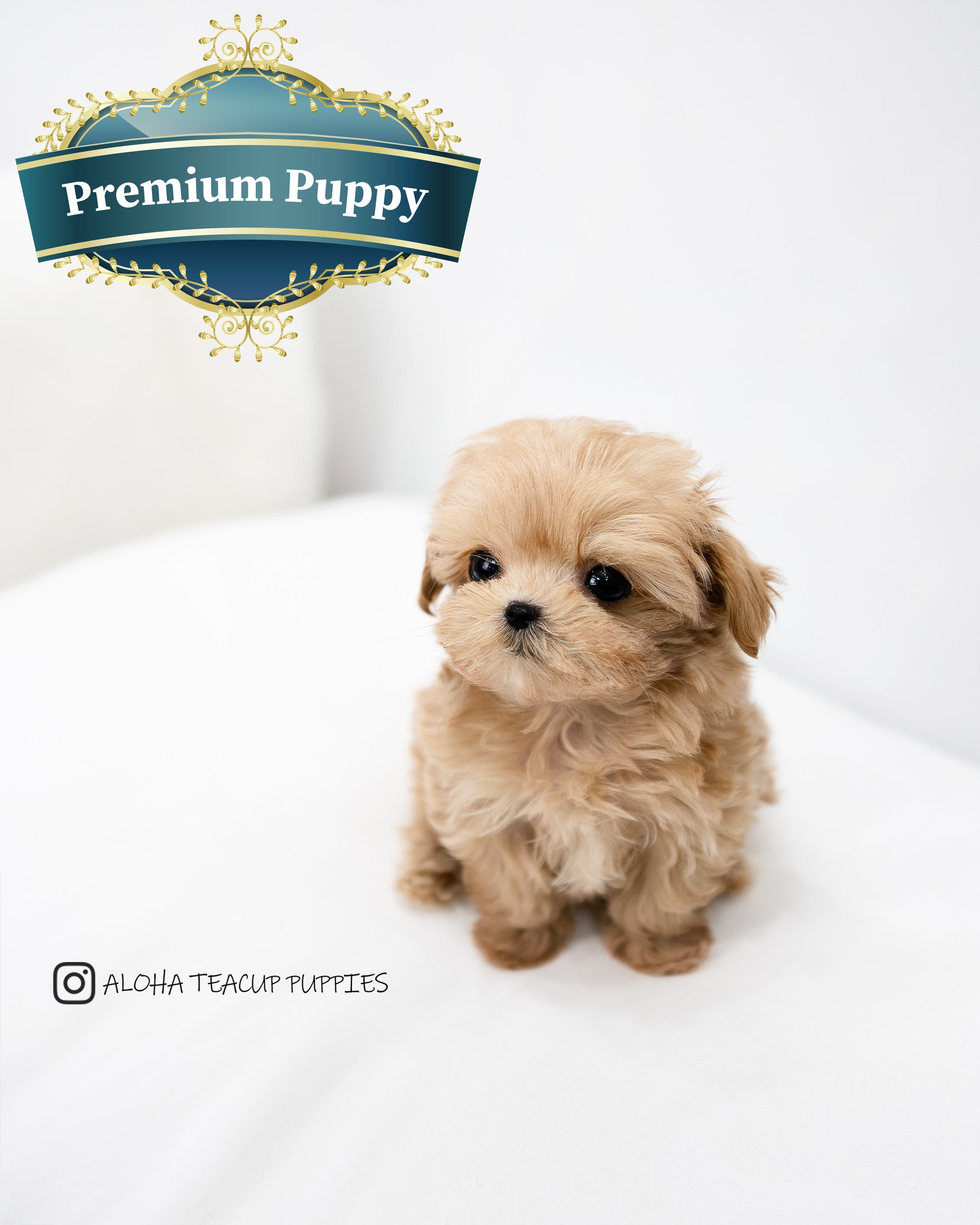 Dorothy [MALTIPOO TAZA DE TÉ]