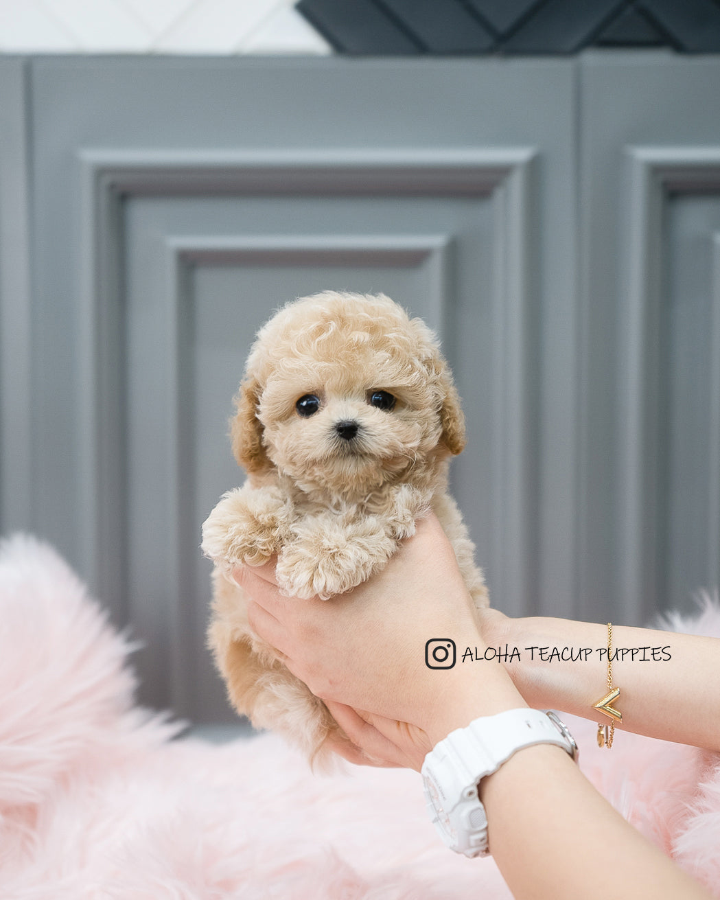 Aaron [TEACUP POODLE]