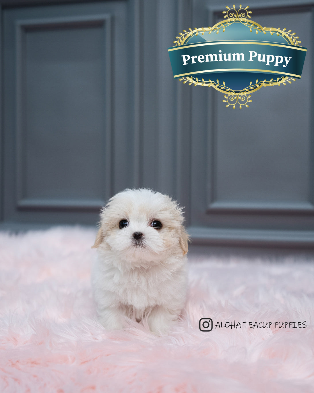Austin [Mini Coton De Tulear]