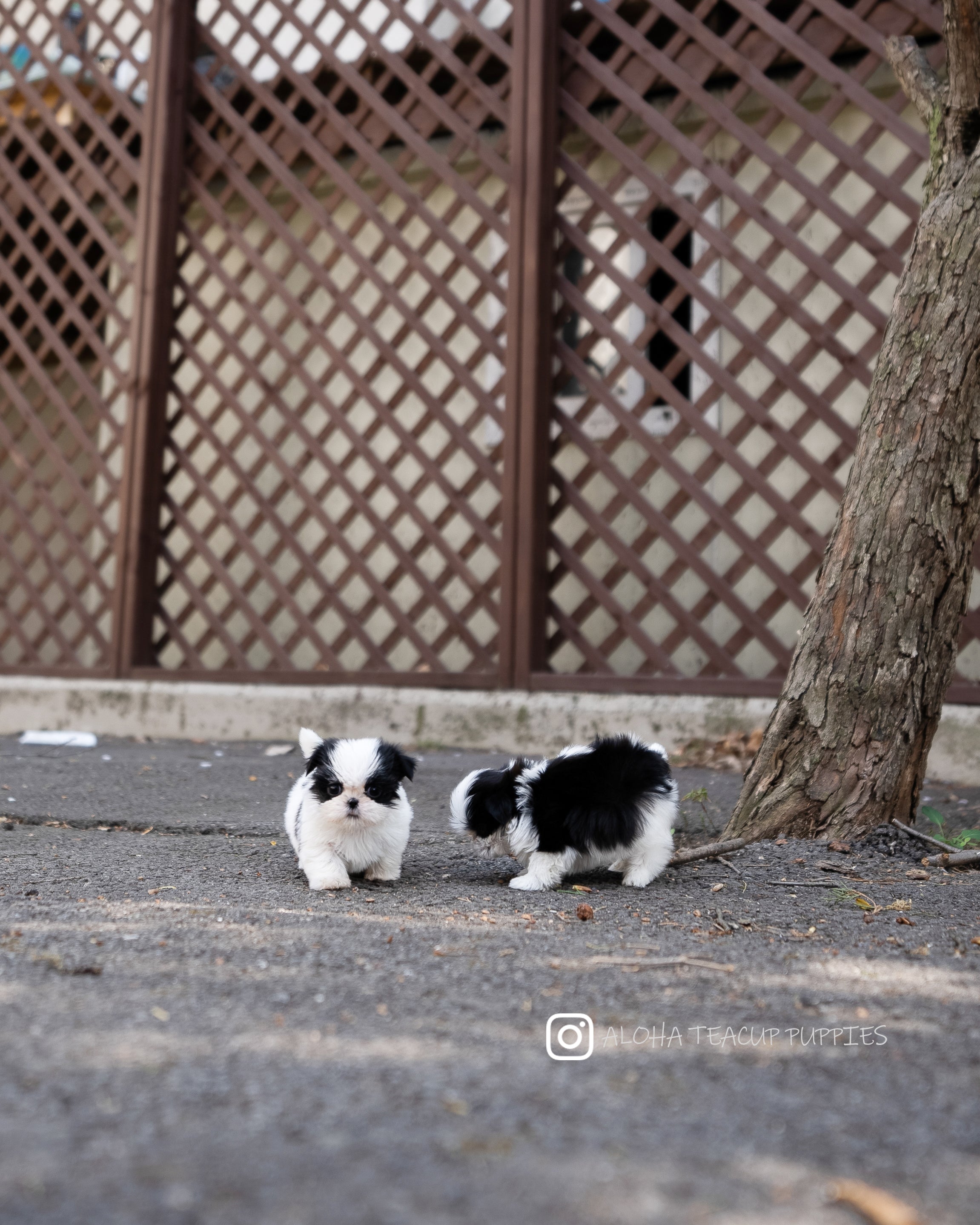Freya [TEACUP SHIHTZU]