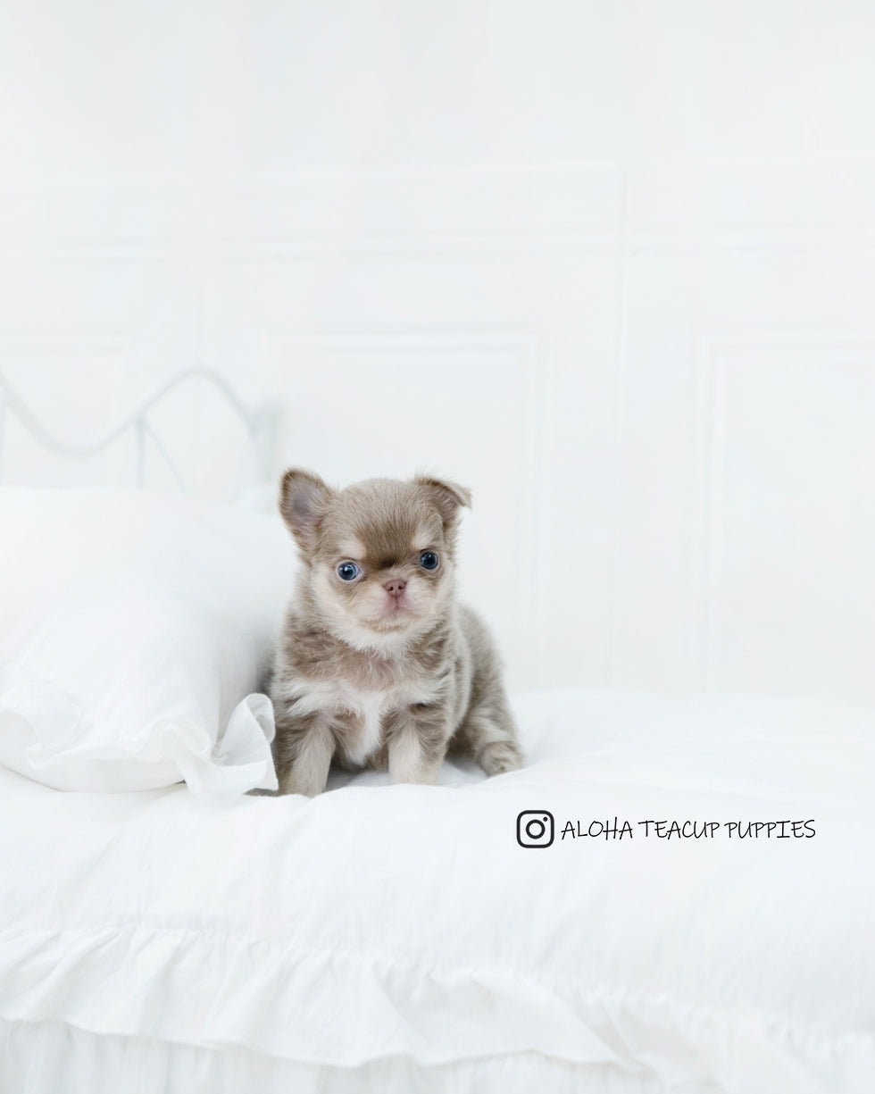 Hugo [CHIHUAHUA]