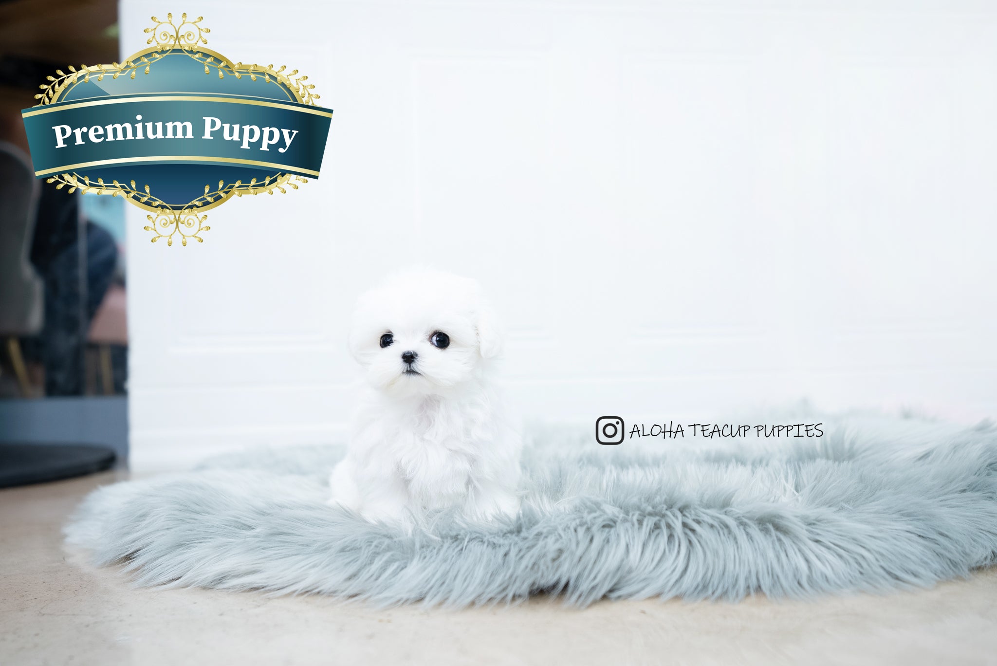 Frida [TEACUP MALTESE]