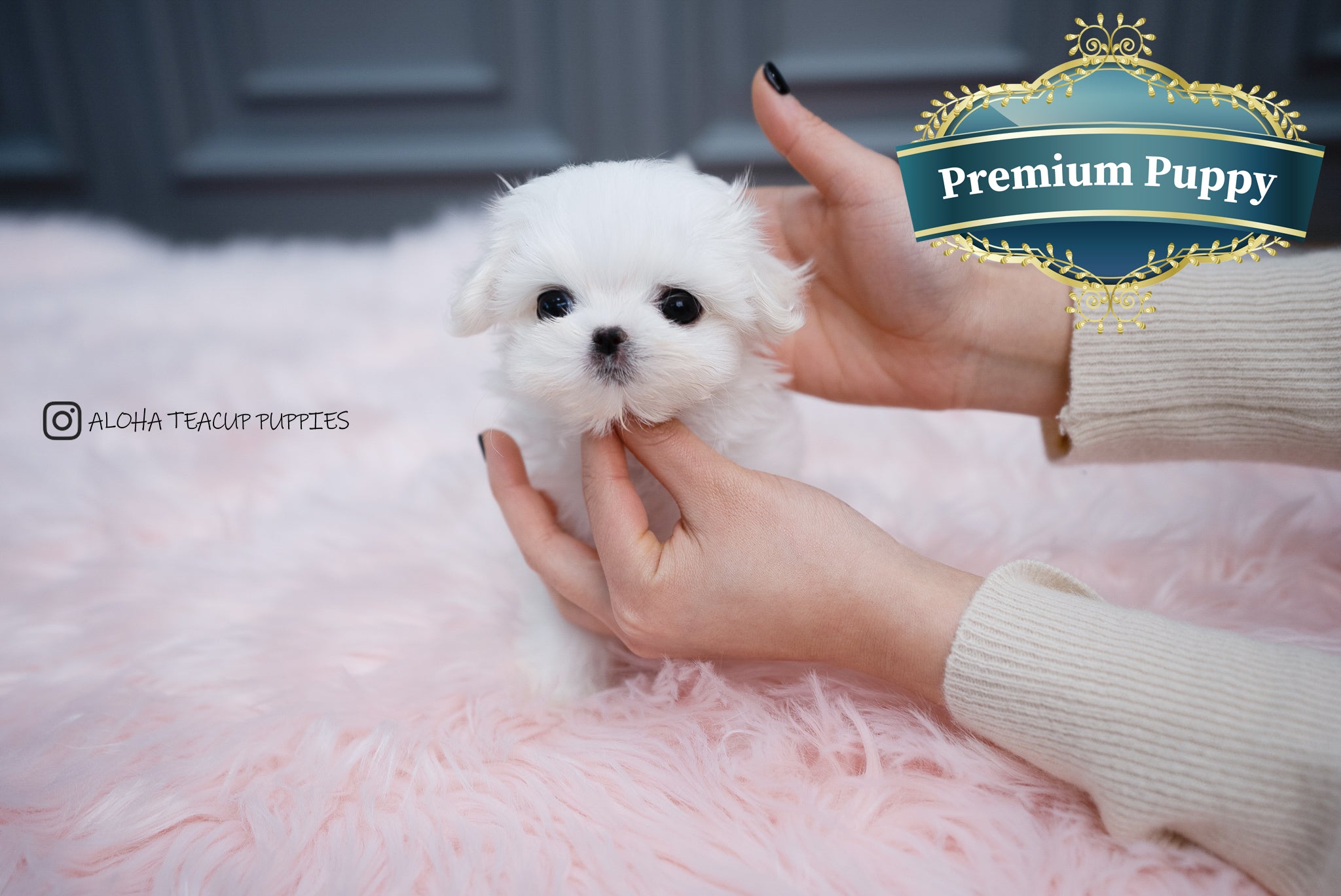 Aria [TEACUP MALTESE]