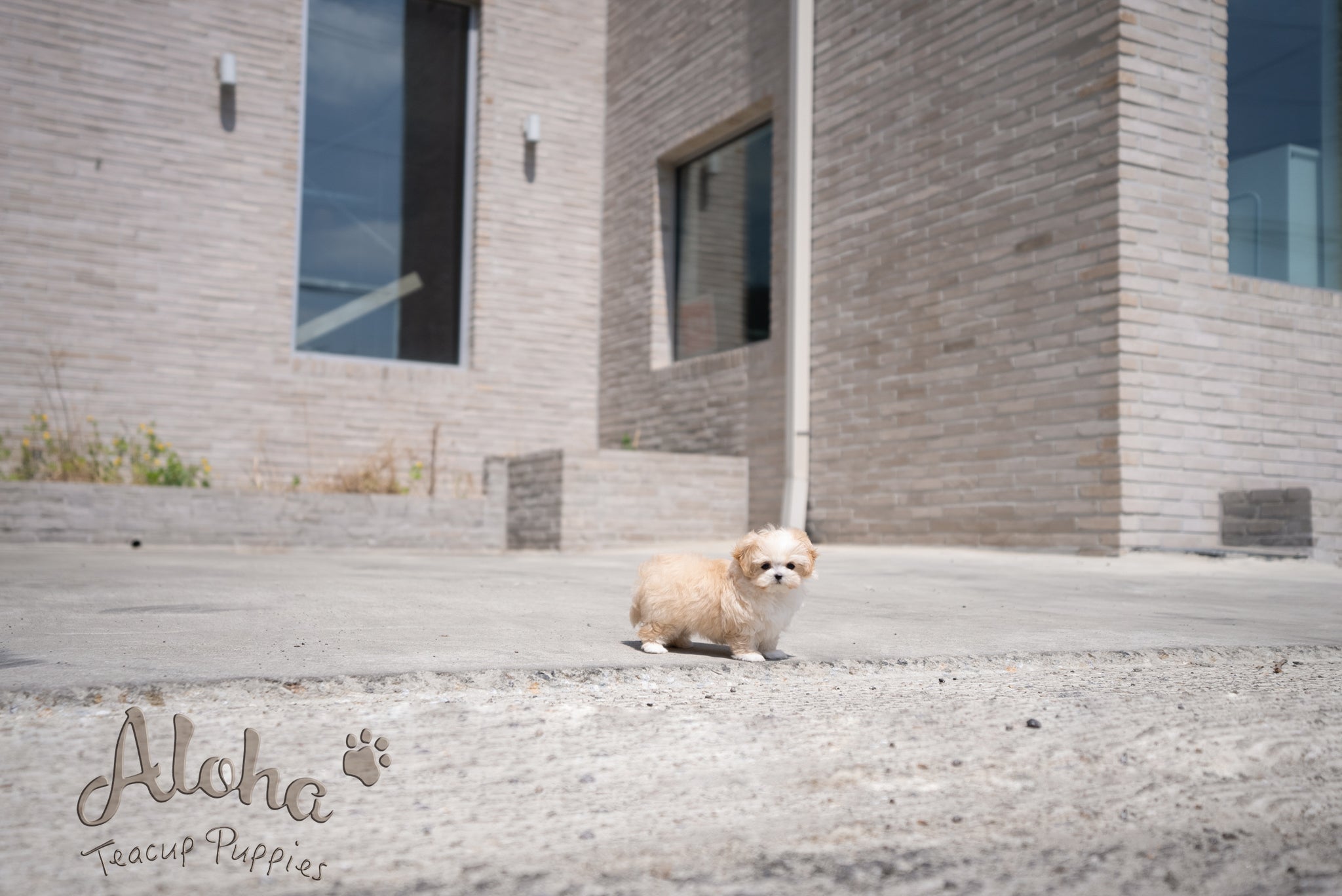 Mia [TEACUP MALTIPOO]