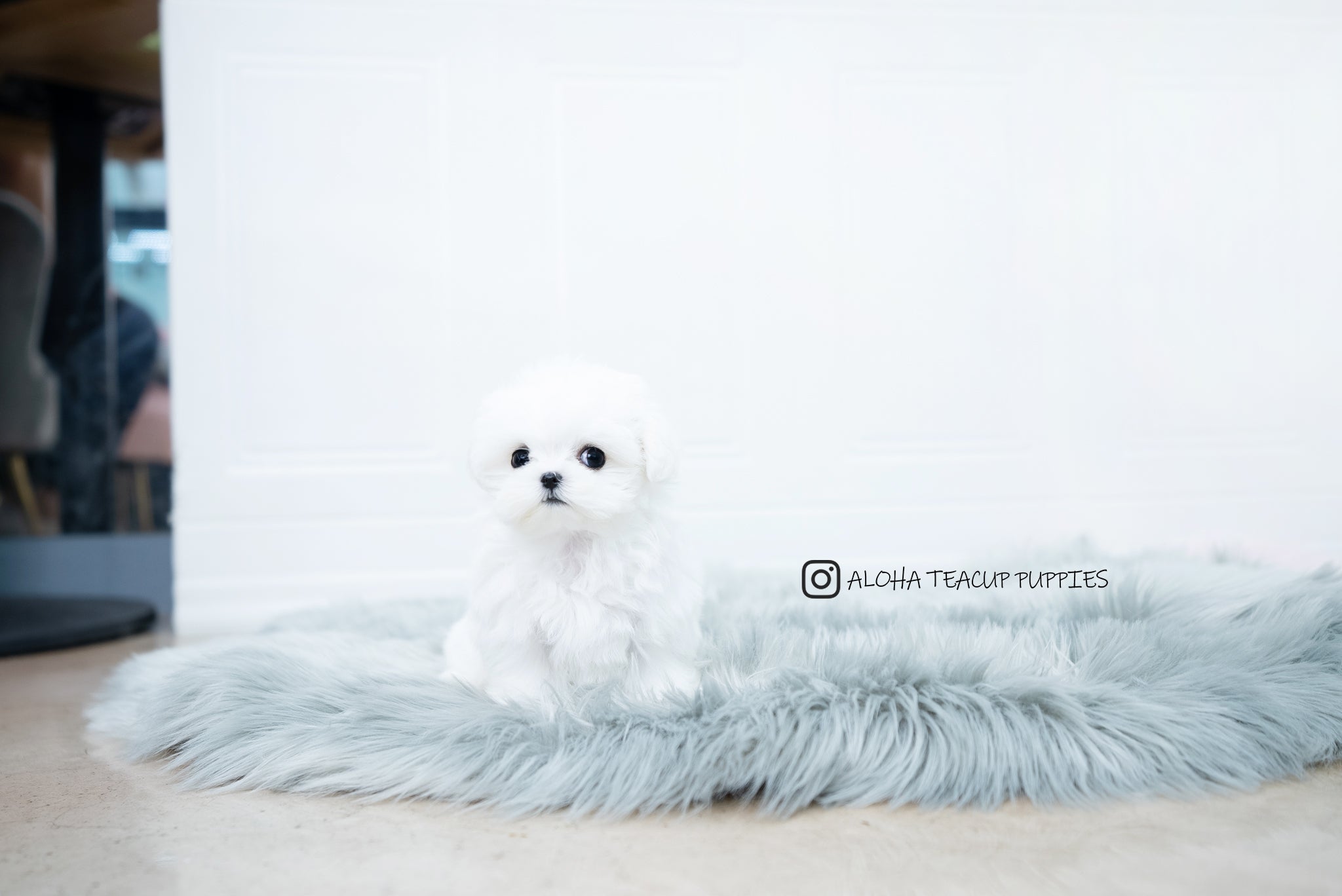 Frida [TEACUP MALTESE]