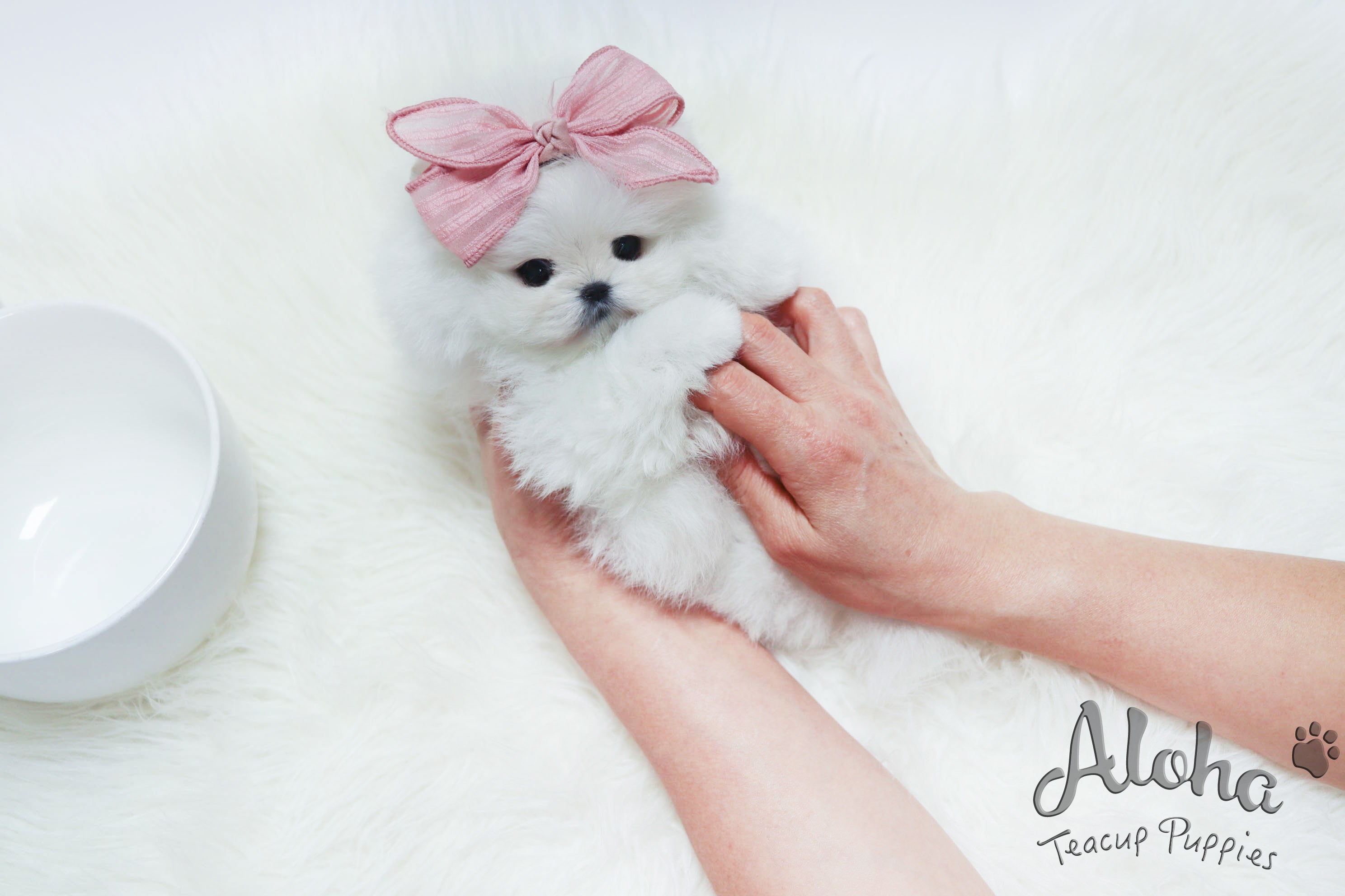 Sold to Samier, Merry [TEACUP POMERANIAN]