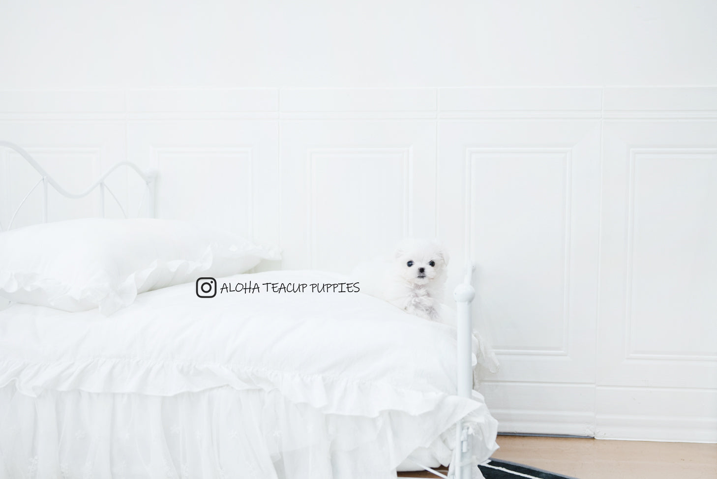 Asher [TEACUP MALTESE]
