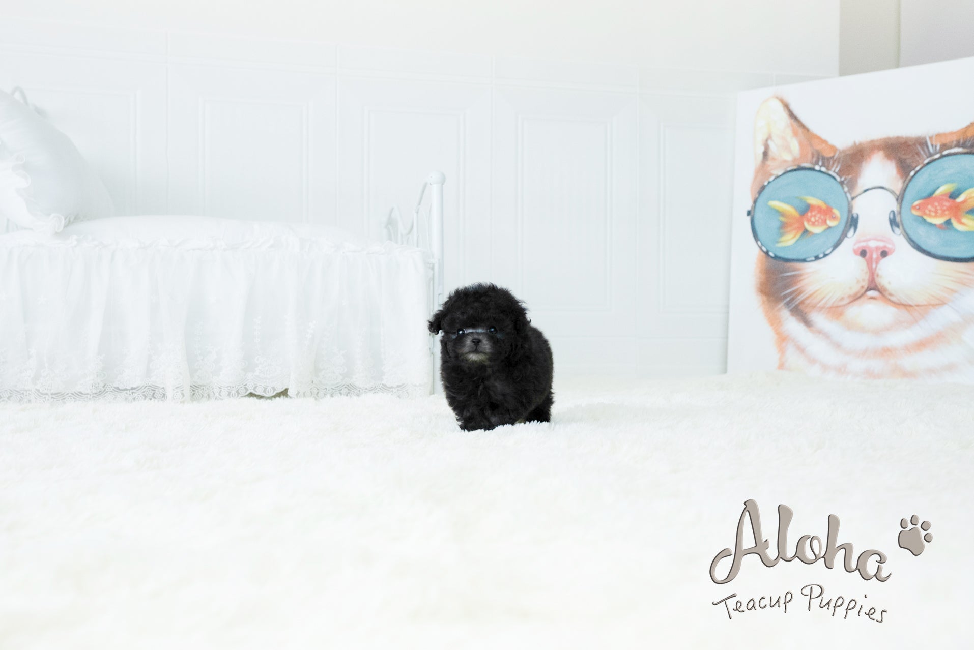 Kai [TEACUP POODLE]