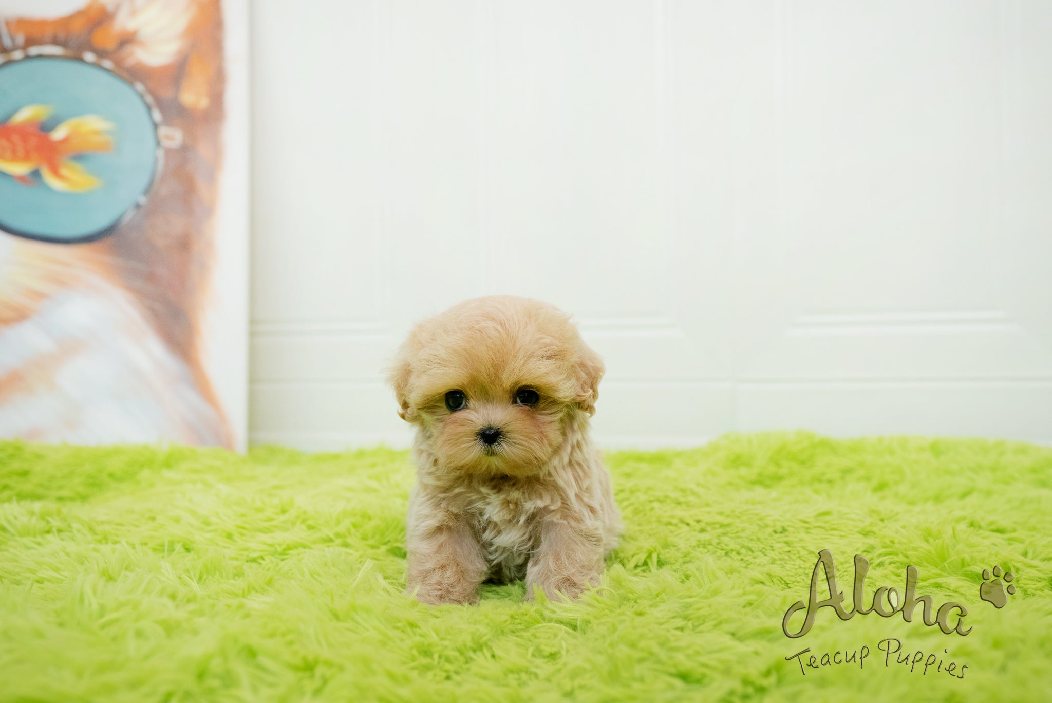 Mia [TEACUP MALTIPOO]