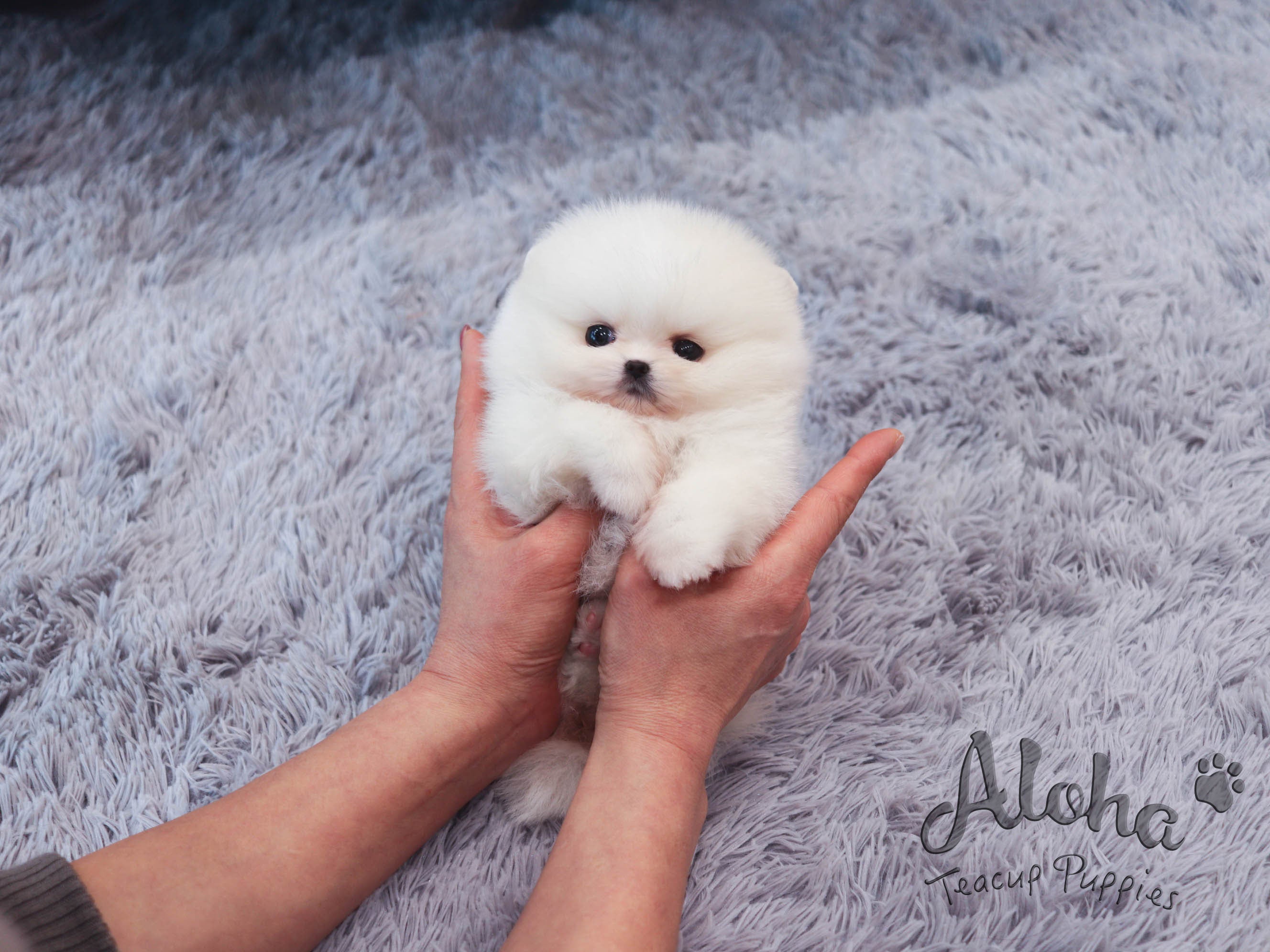 May [TEACUP POMERANIAN]