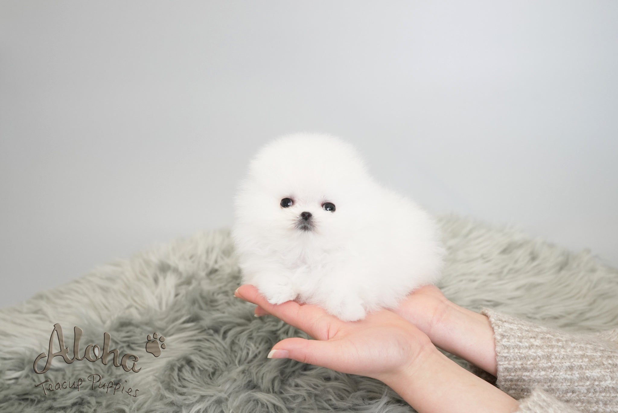 Leah [TEACUP POMERANIAN]