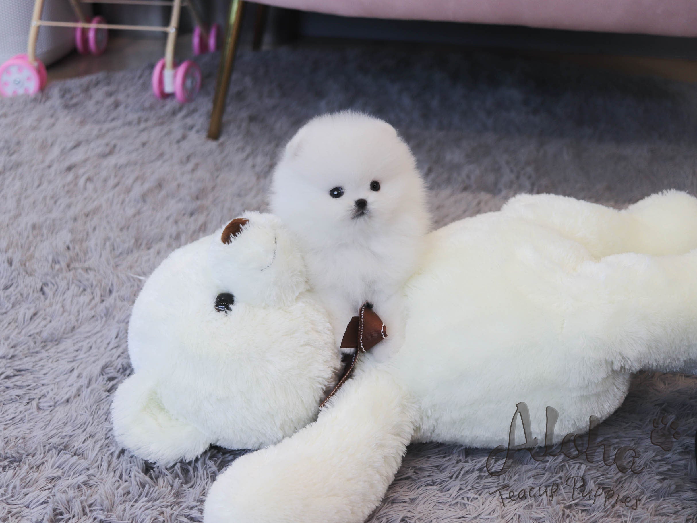 DAISY [TEACUP POMERANIAN]
