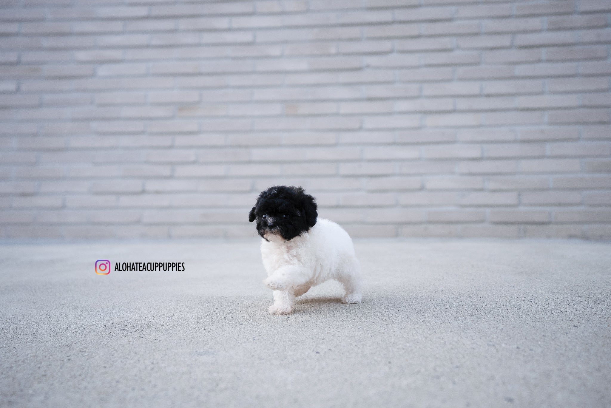Rory [TEACUP POODLE]