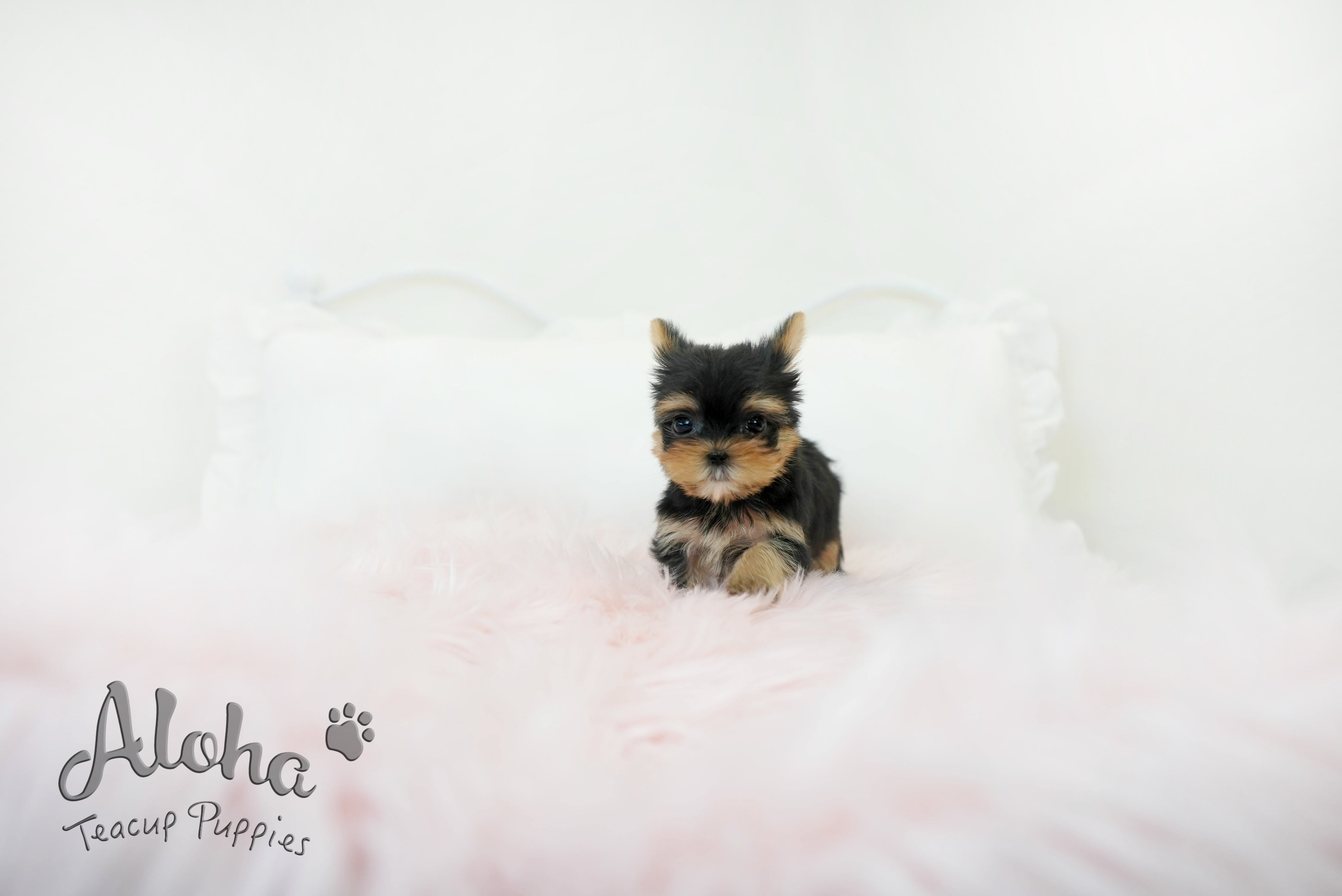Molly [TEACUP Yorkie]