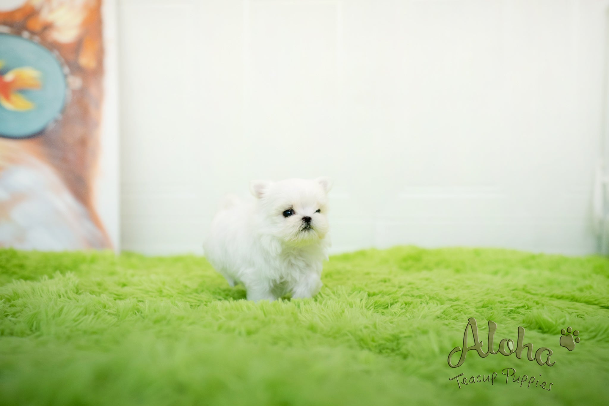 Sophia [TEACUP MALTESE]