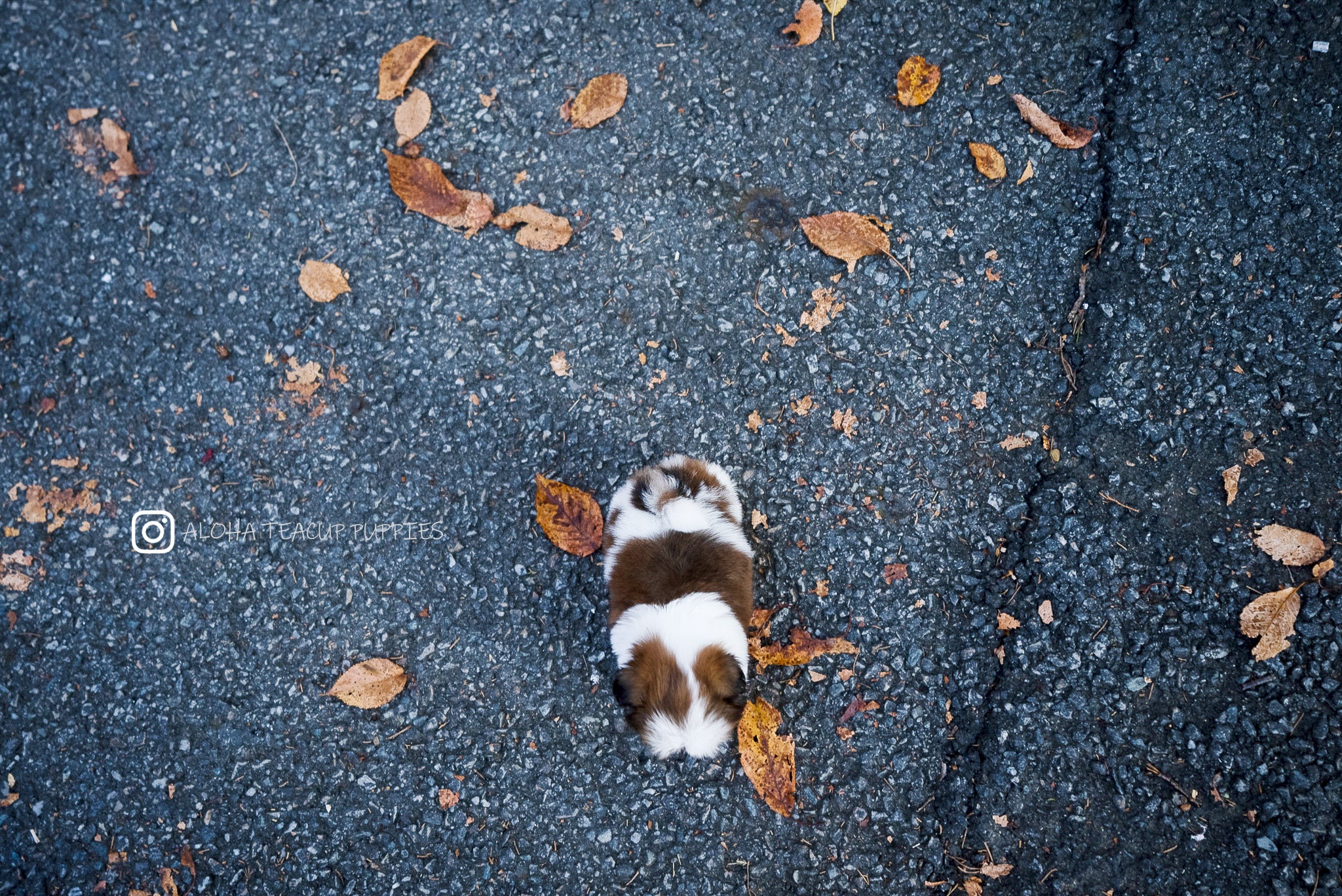 Maya [TEACUP SHIHTZU]