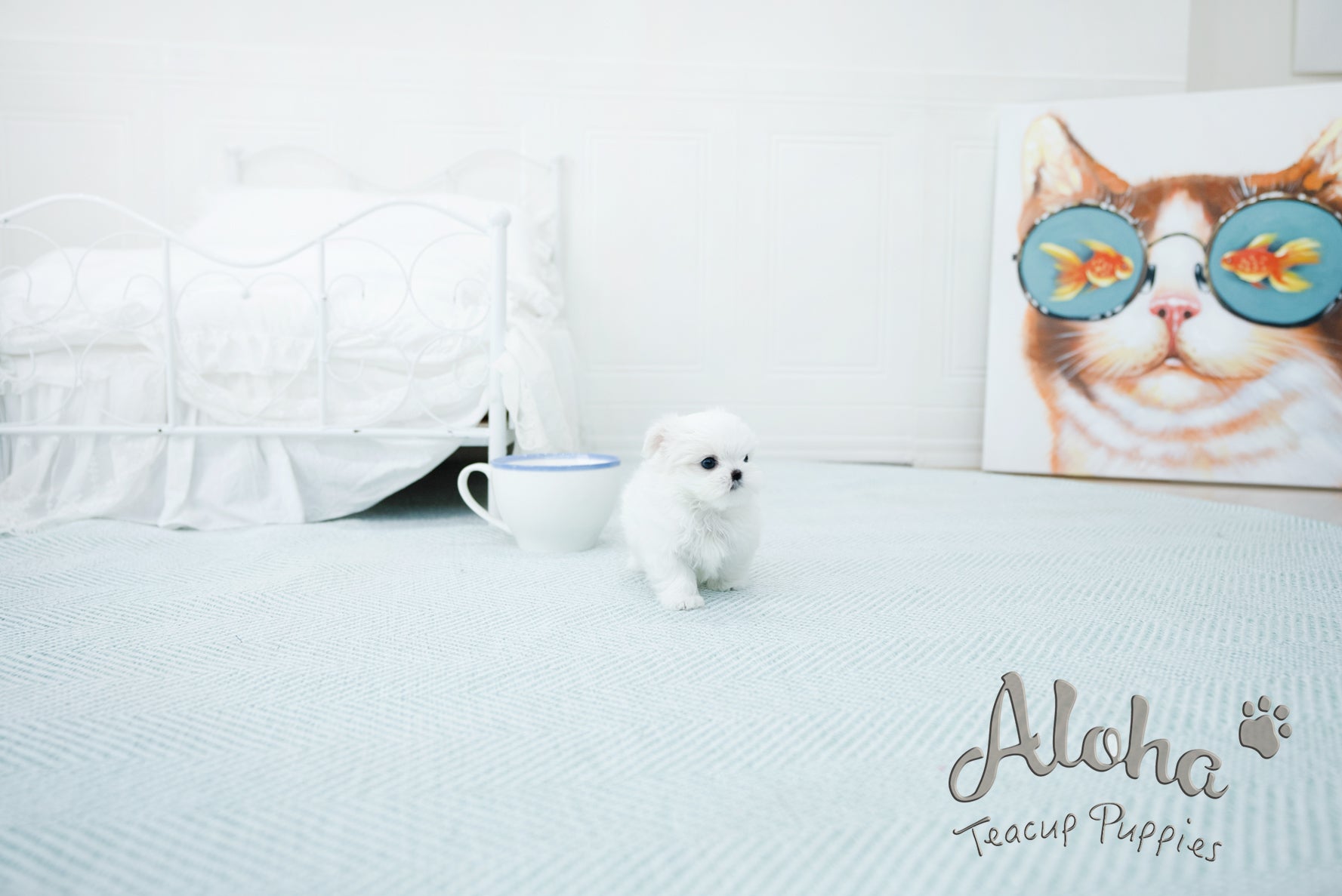 Emma [TEACUP MALTESE]