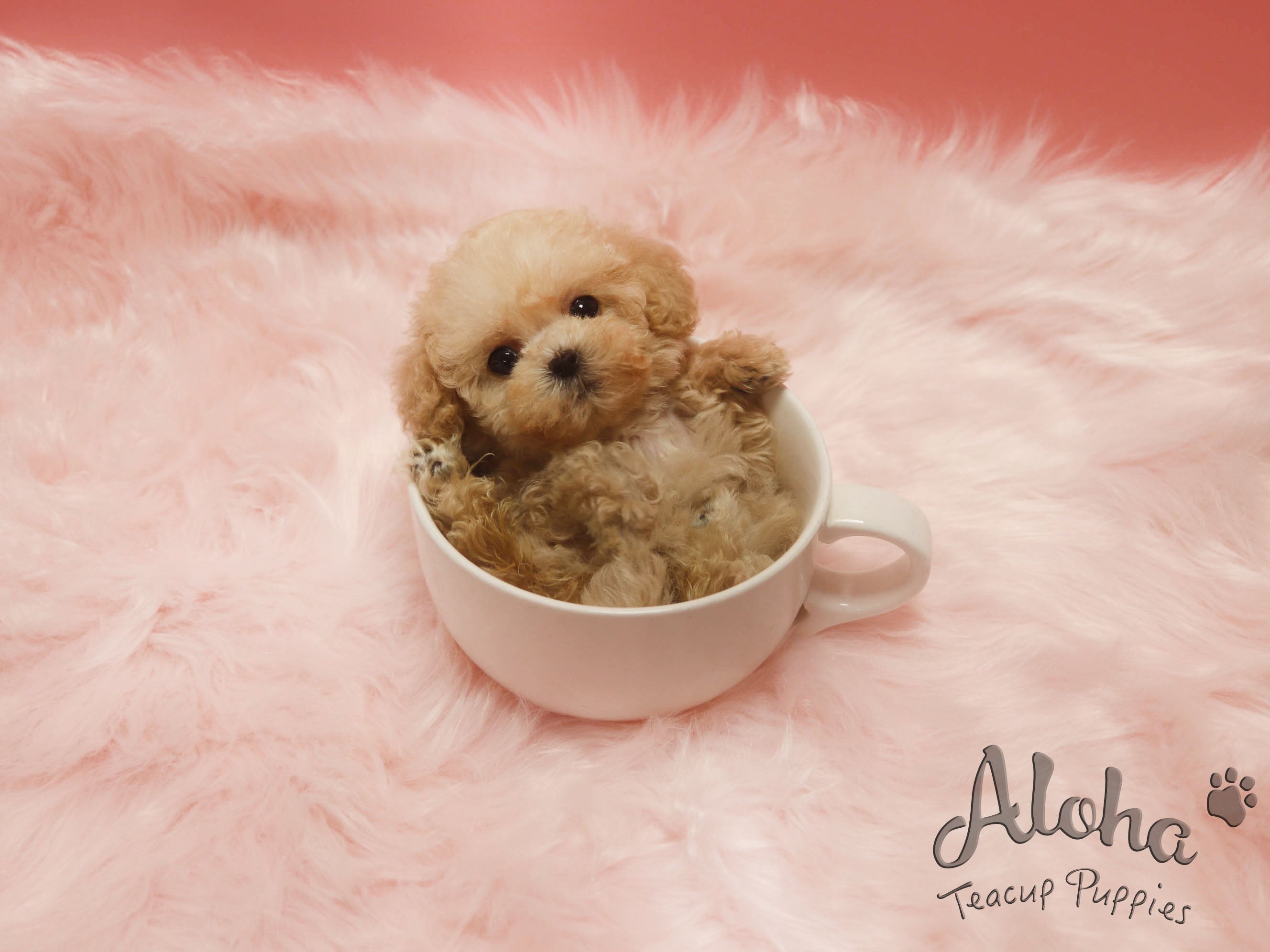 Ringo [TEACUP MALTIPOO]