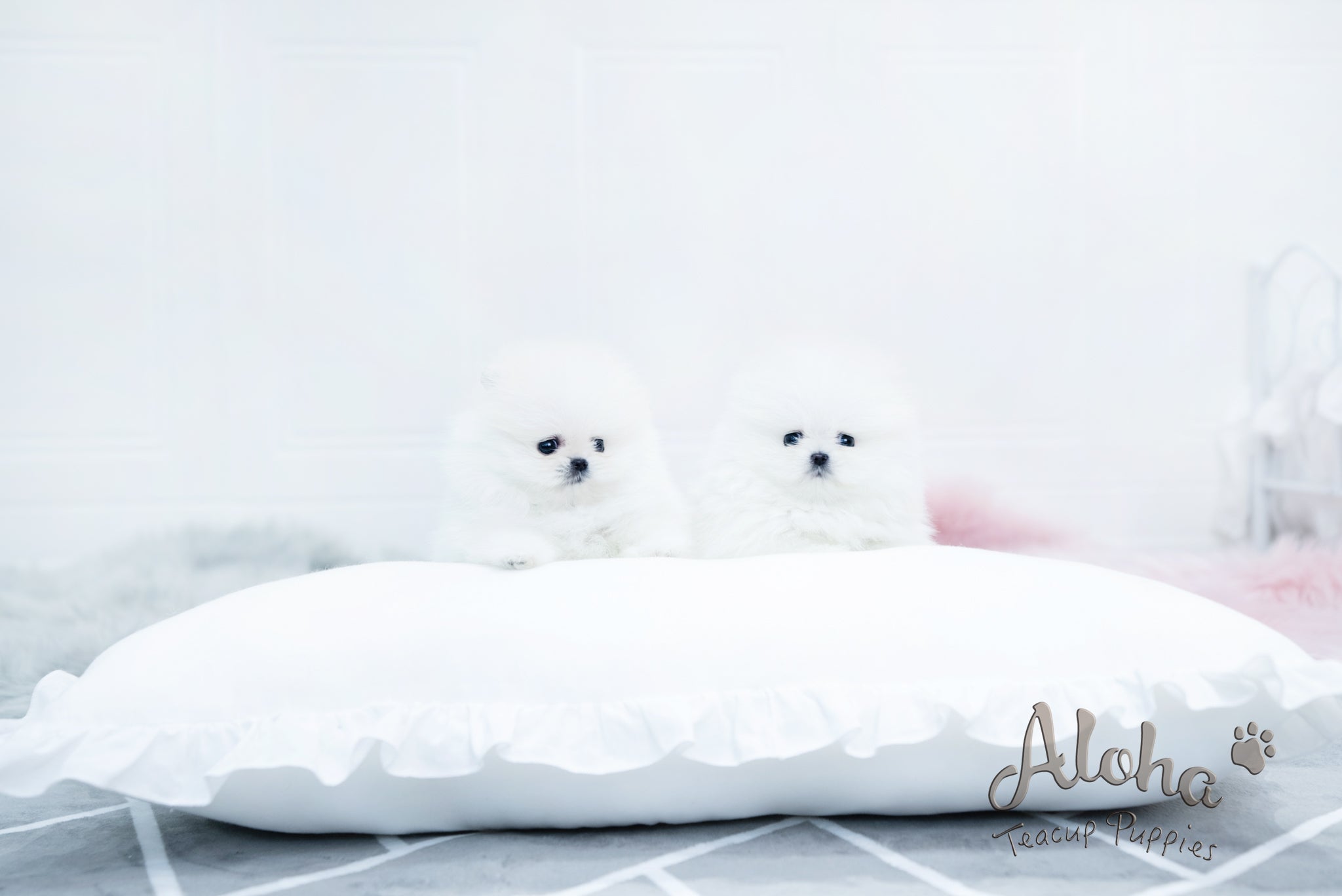 Bear [TEACUP POMERANIAN]