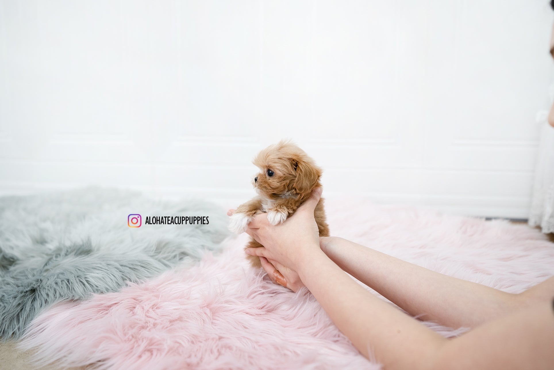 Nora [TEACUP MALTIPOO]