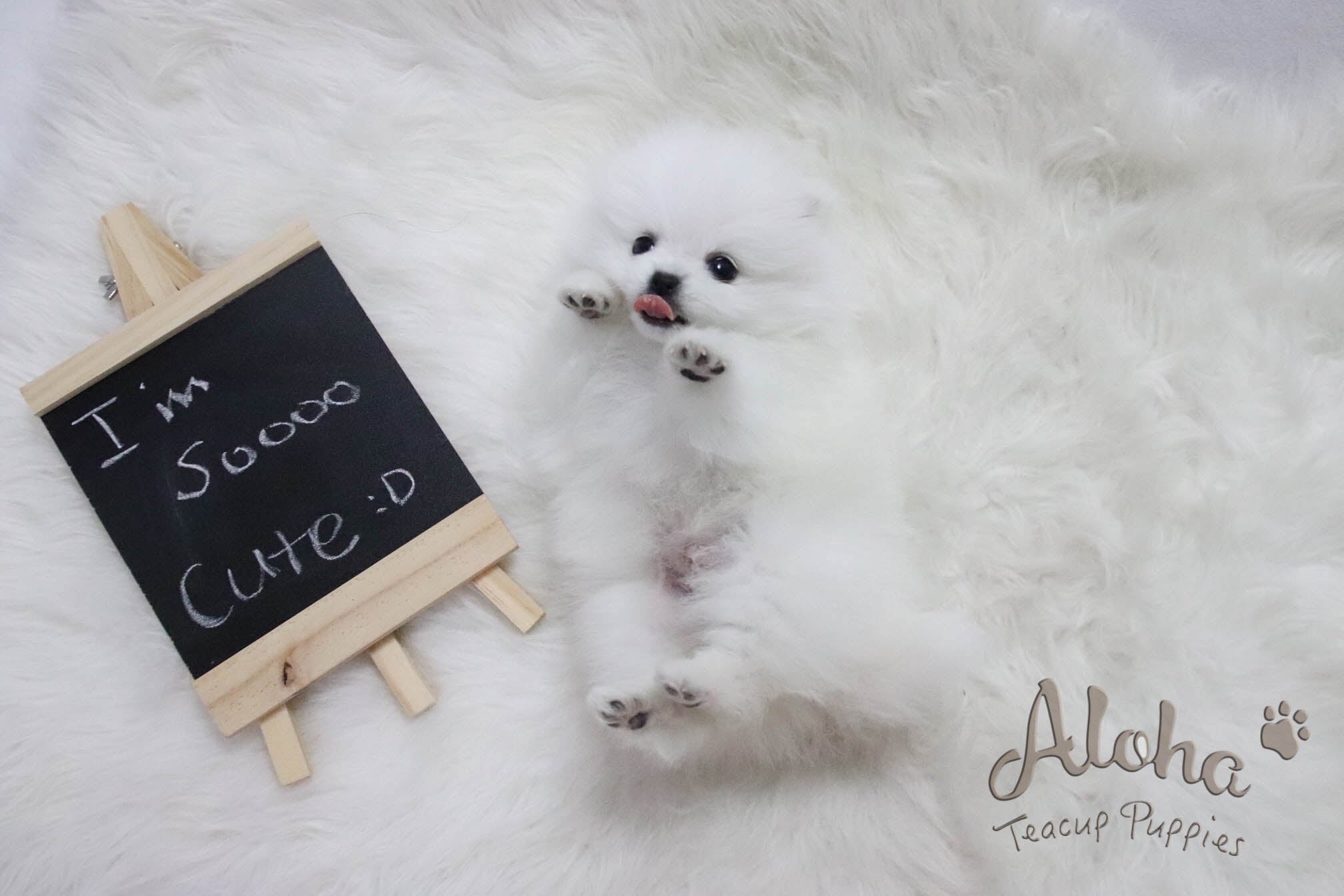 Vendido a Santa, Macchiato - [Pomerania]
