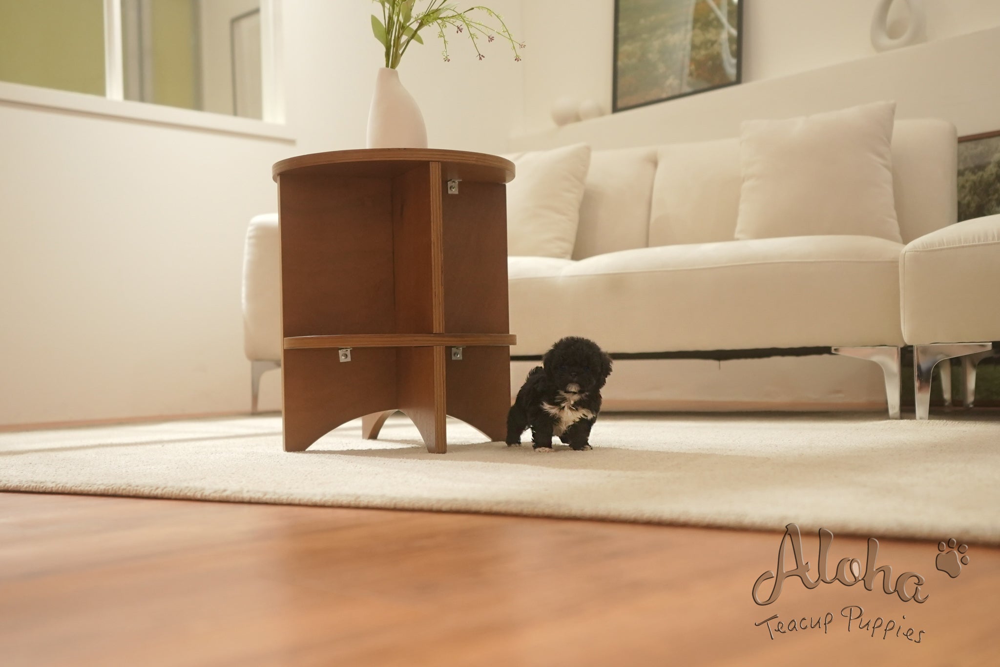 Remi [TEACUP POODLE]