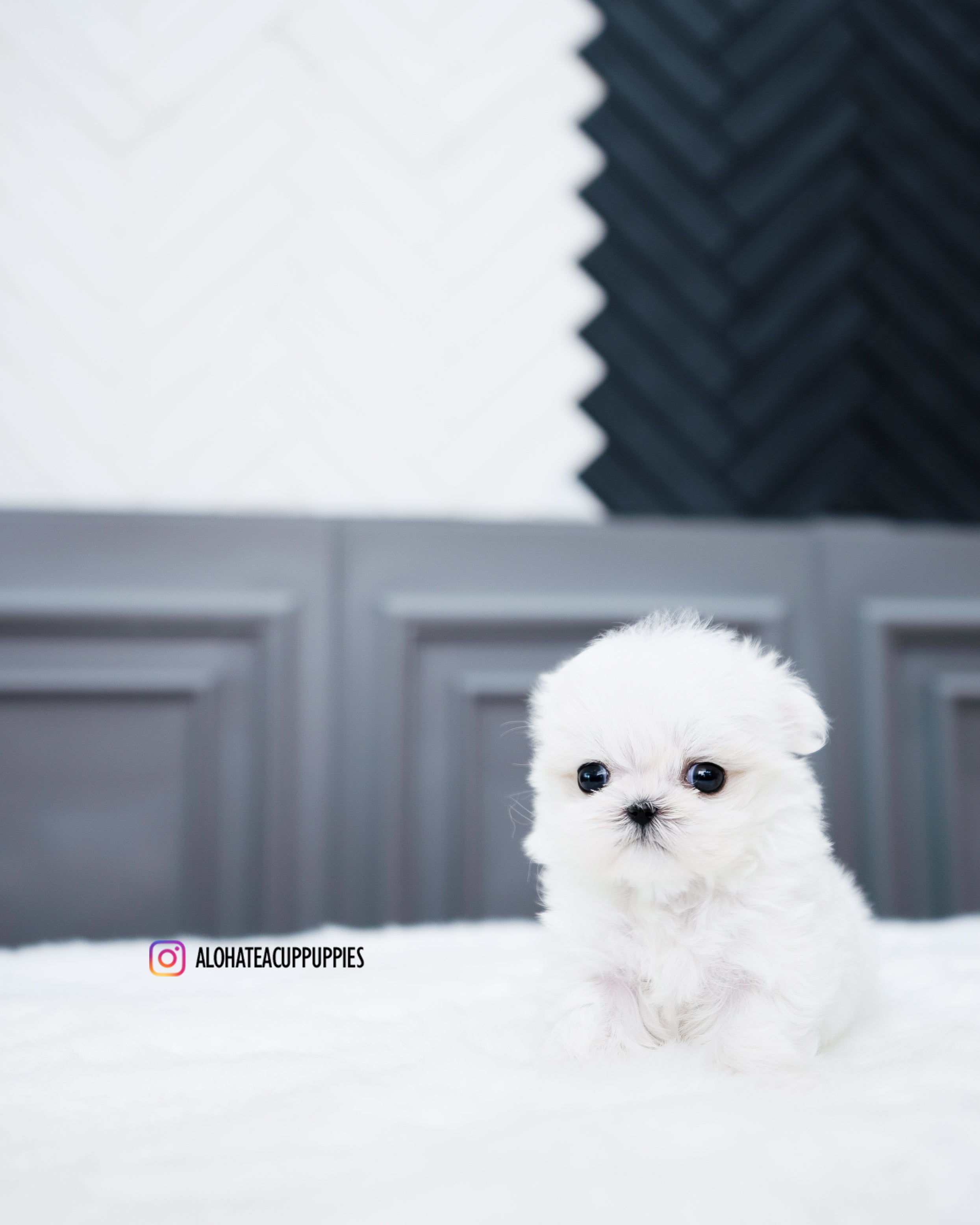 Elsa [TEACUP MALTESE]