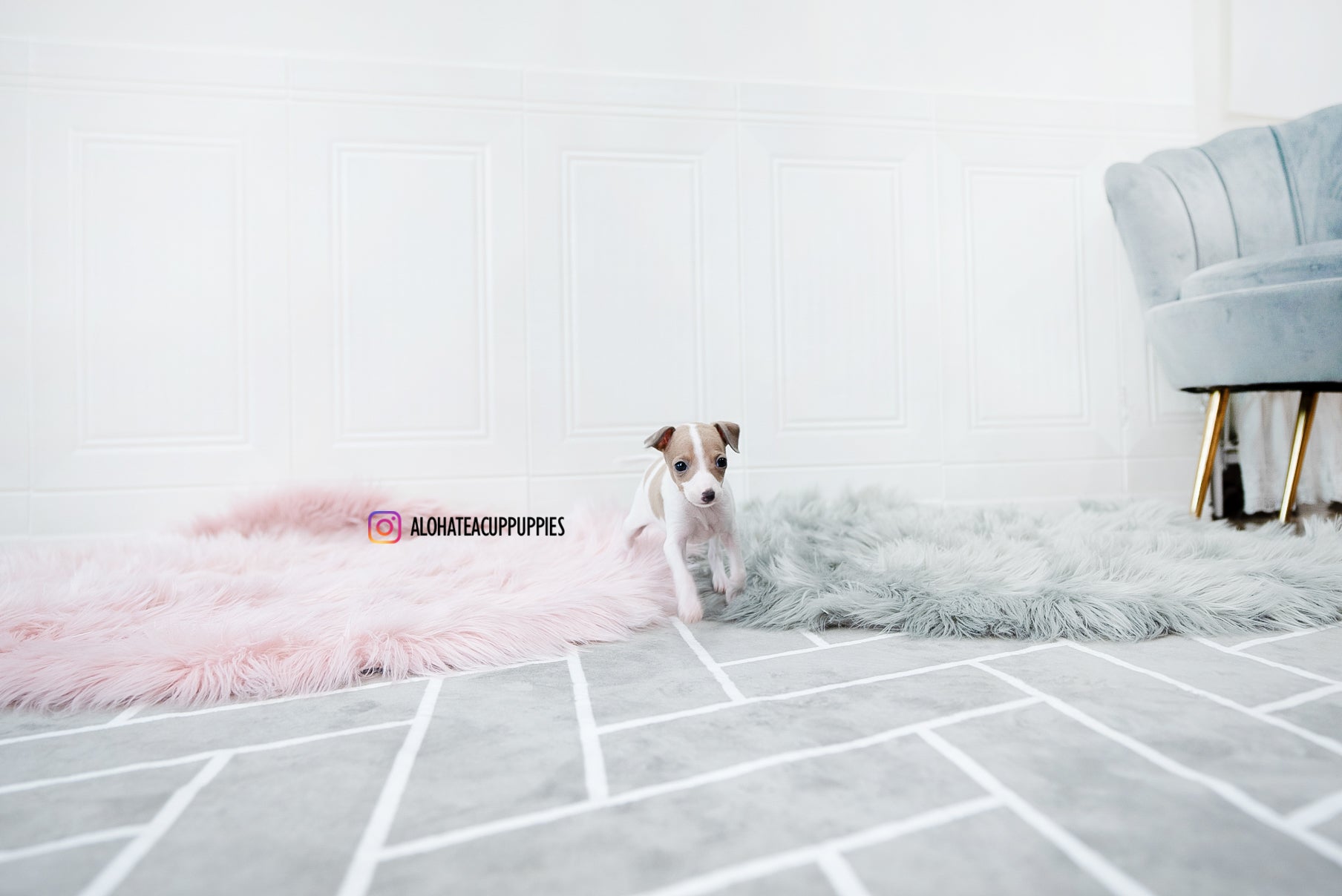 Reese [TEACUP Italian Greyhound]