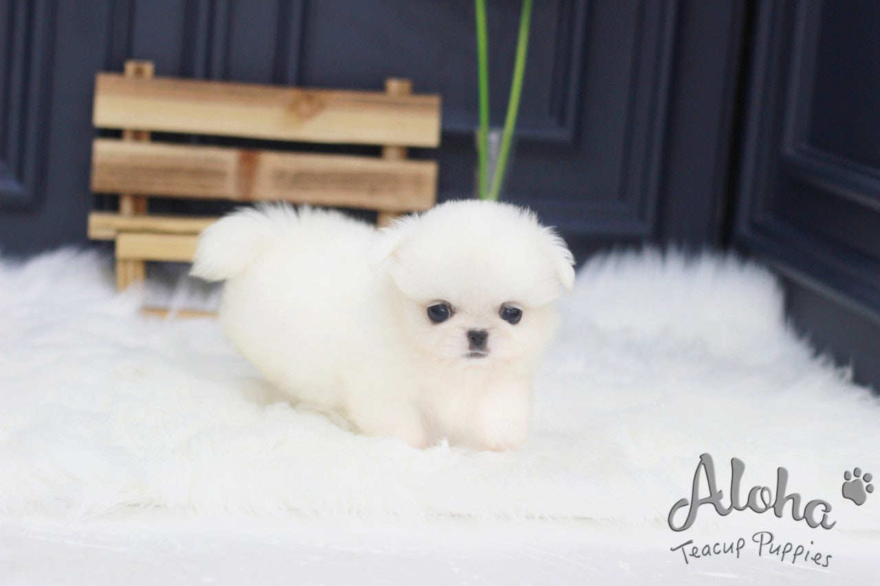 Vendido a Jack, Simba [Pekinés TOY]