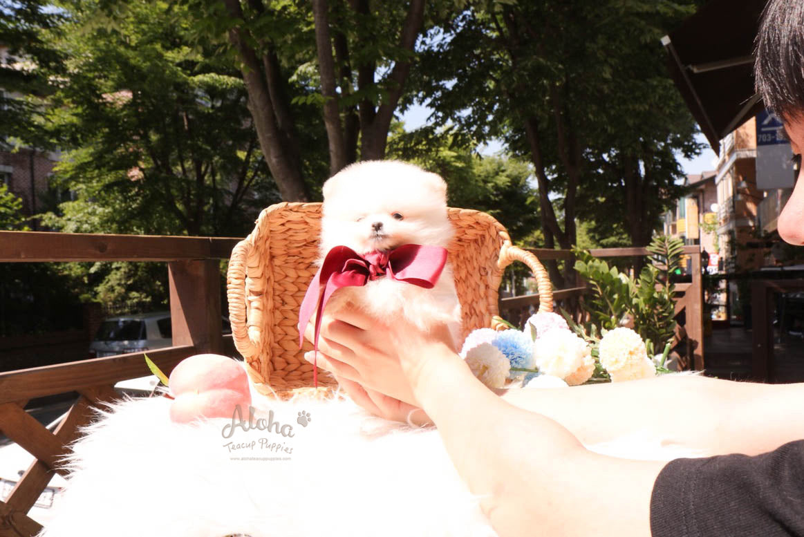 Biscuit - [Pomeranian]
