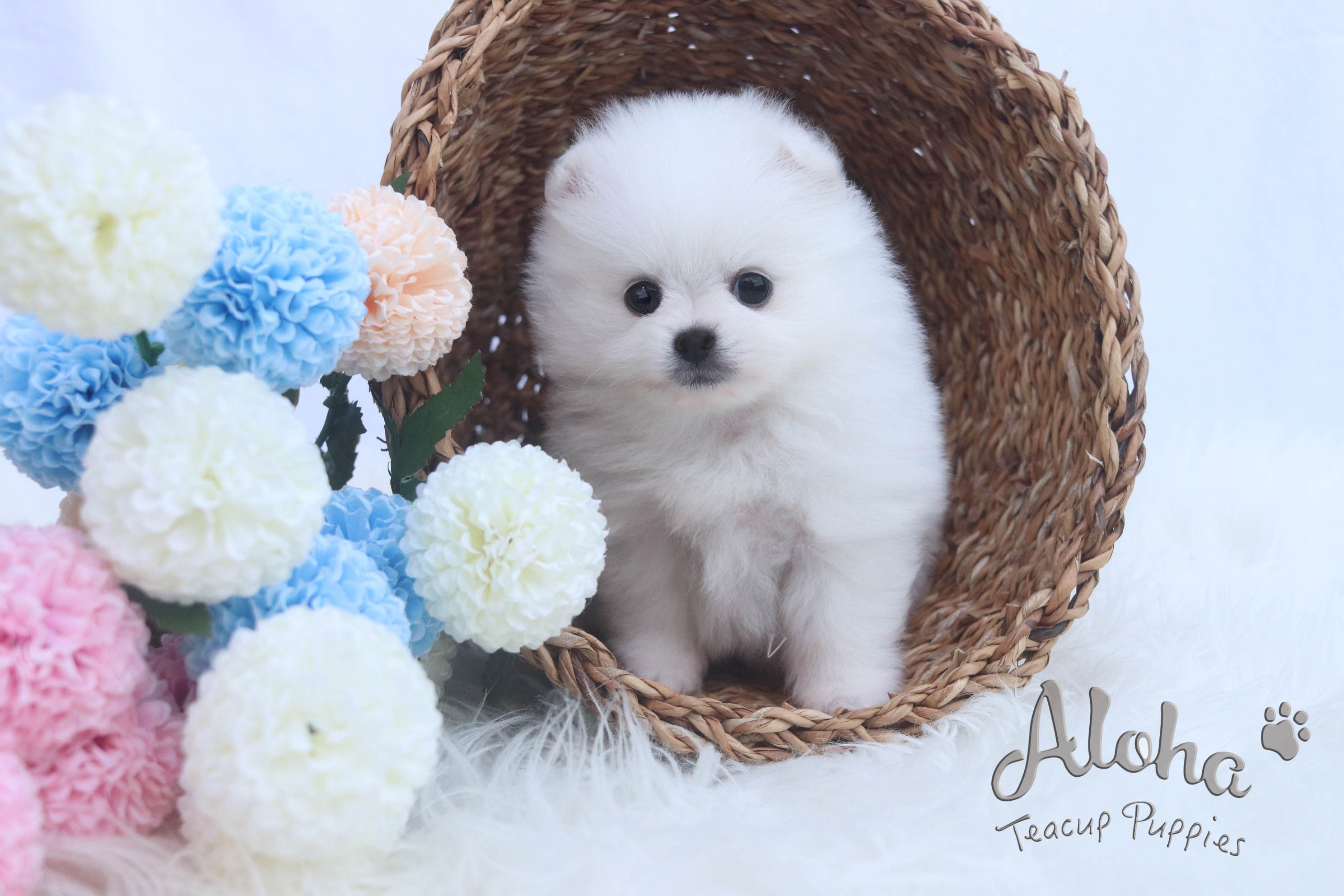 Sold to T, DAISY - [Teacup Pomeranian]