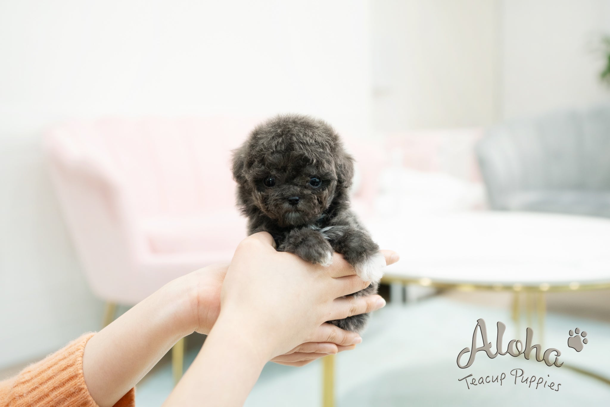 Ian [TEACUP POODLE]