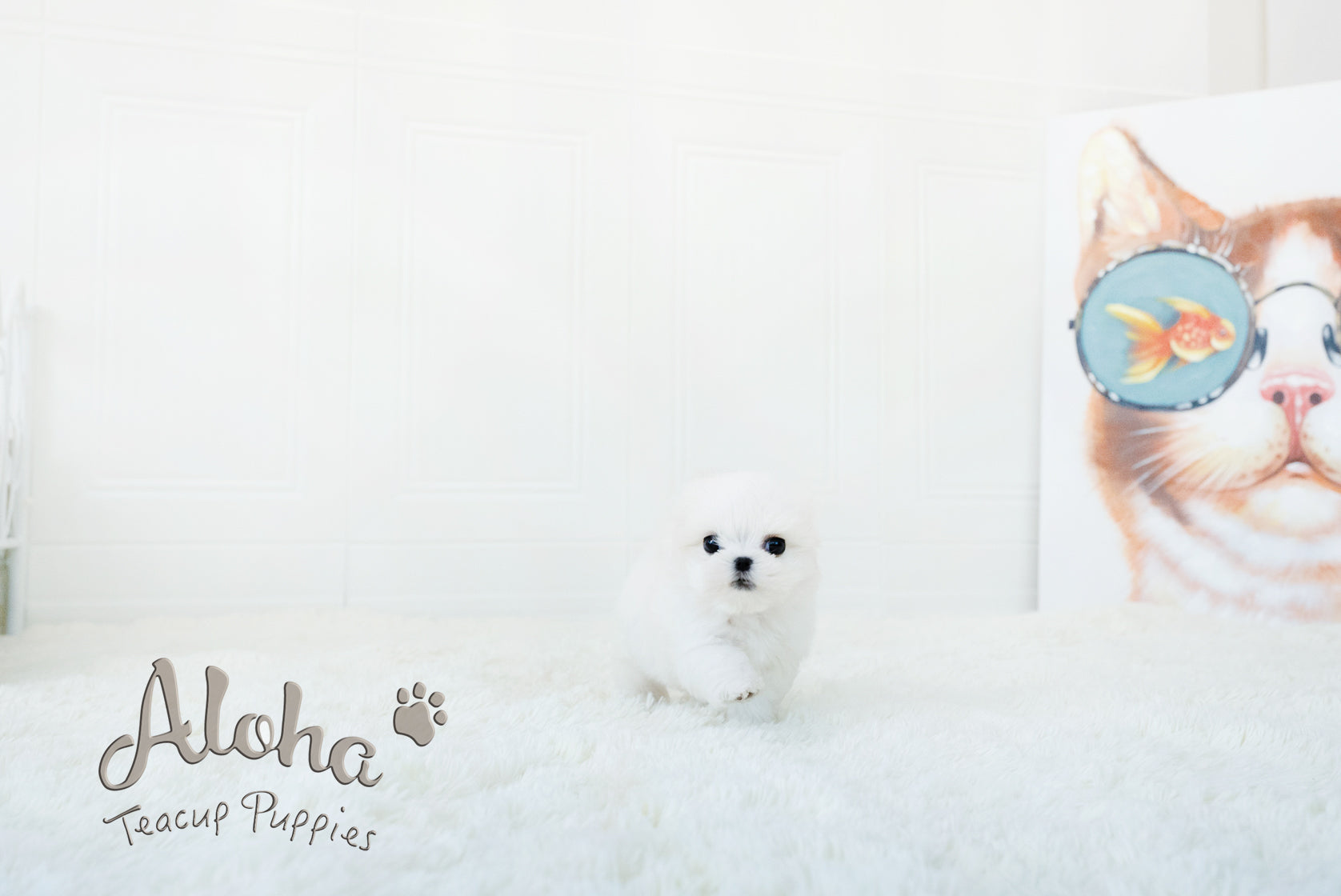 WOODY [TEACUP MALTESE]