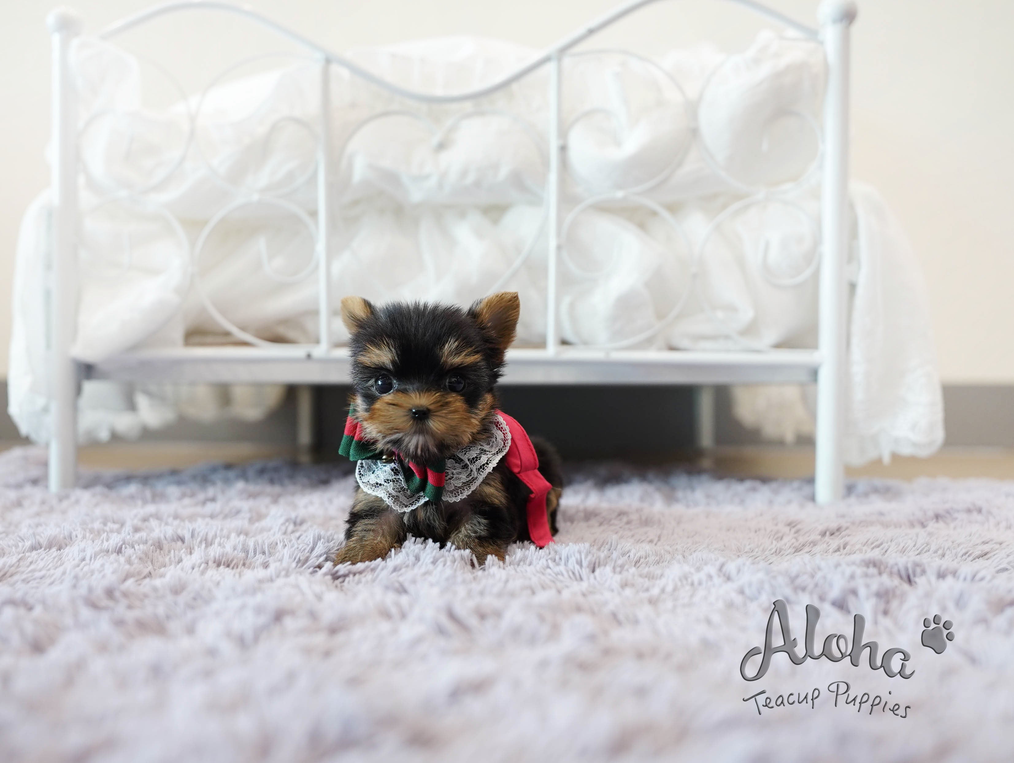 TIFFANY [TEACUP YORKIE]
