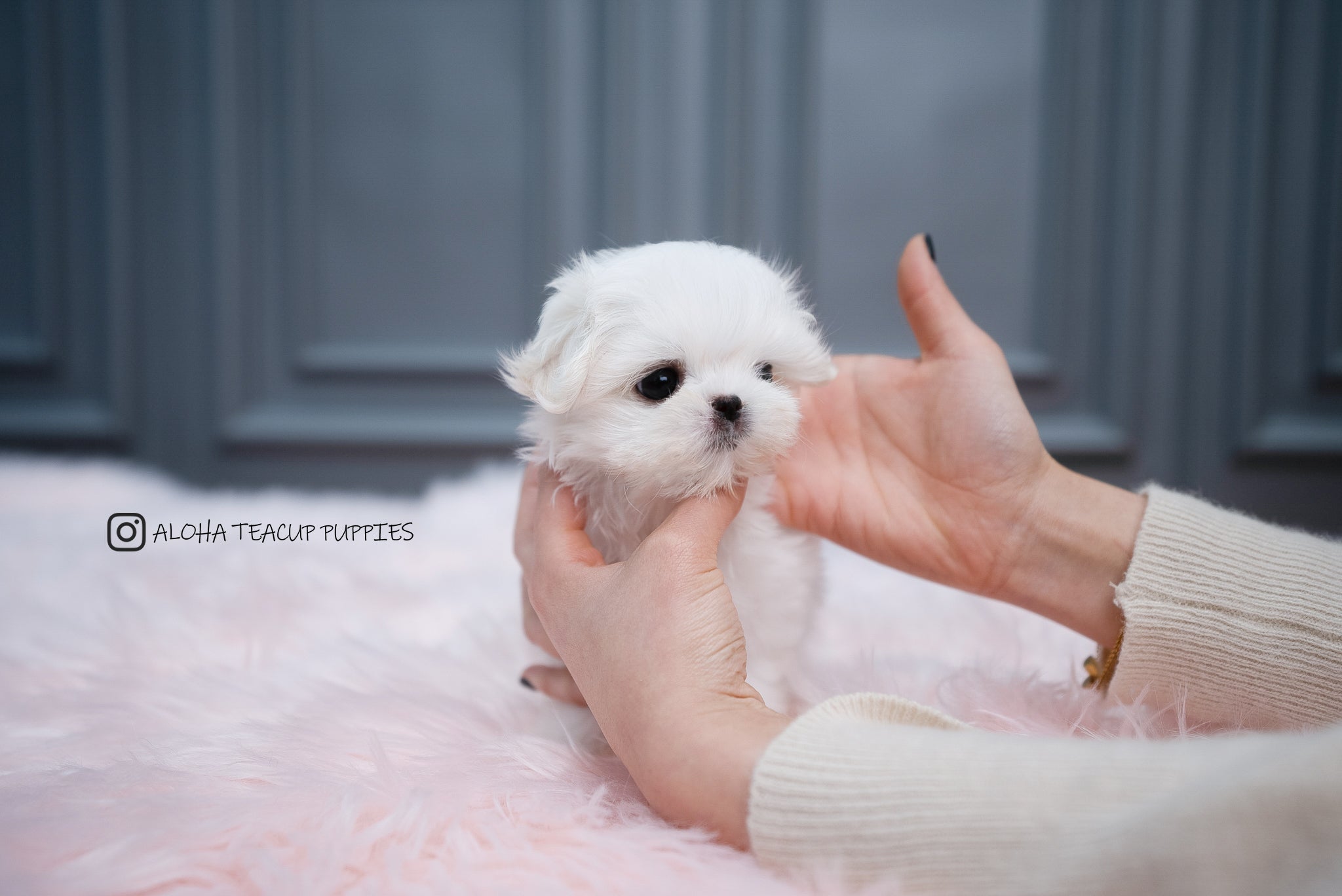 Aria [TEACUP MALTESE]