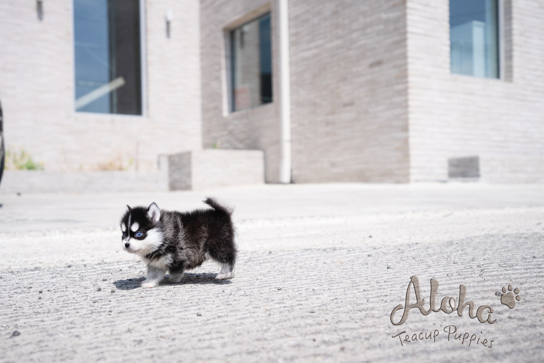 Alex [Pomsky TAZA DE TÉ]