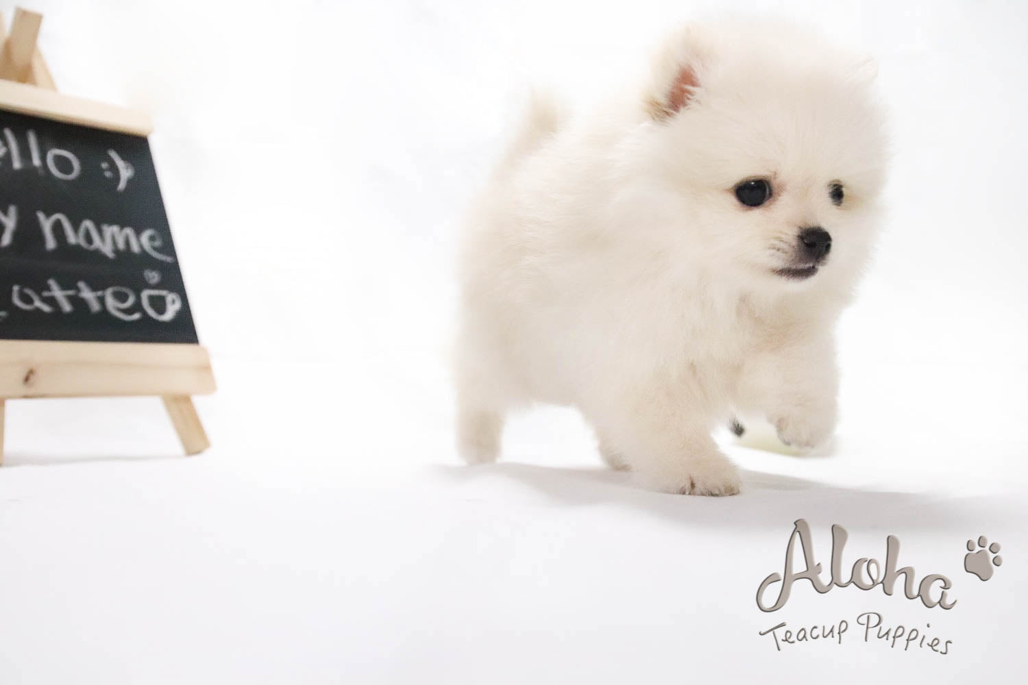 Sold to Mahsa, Latte - [Pomeranian]
